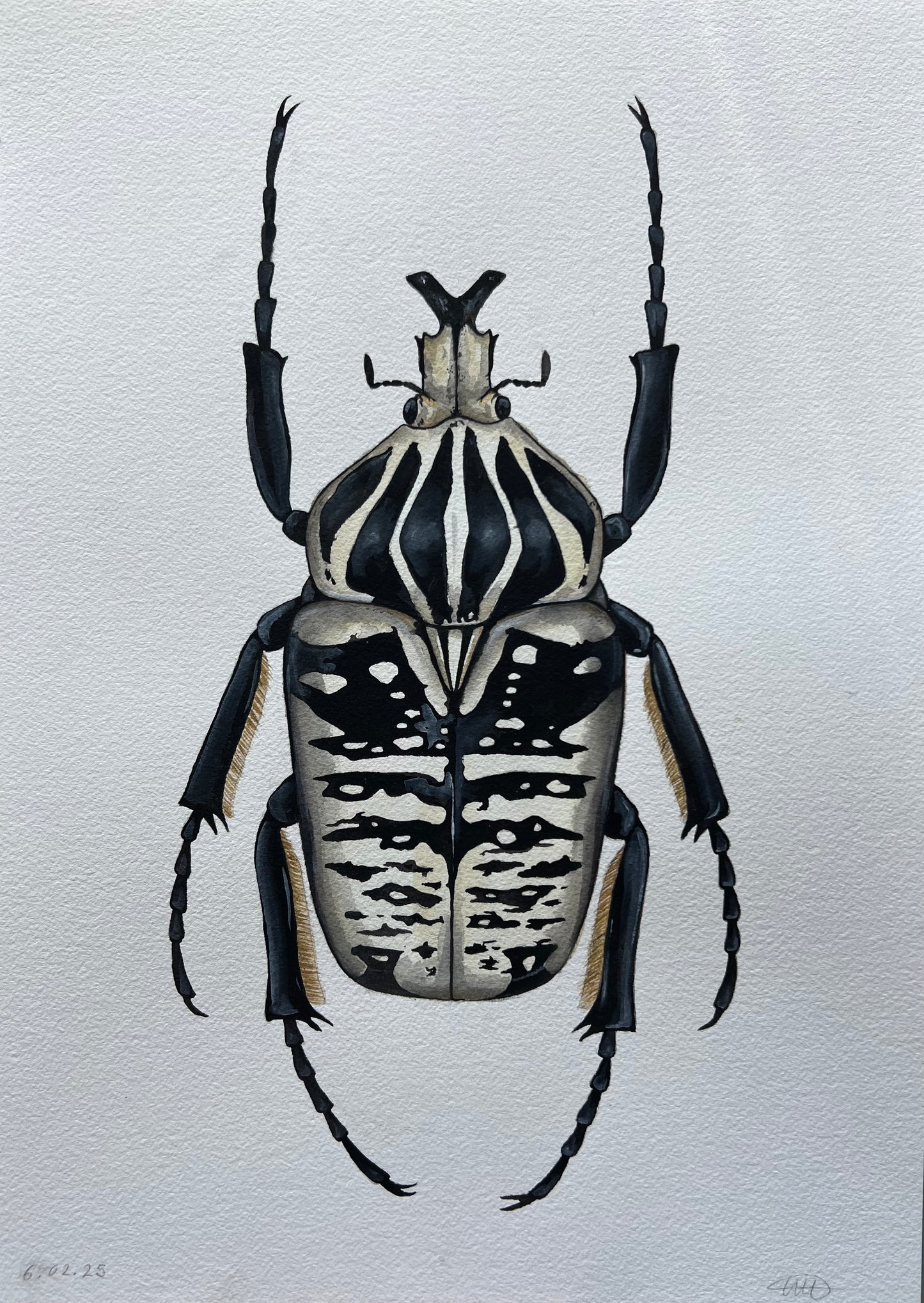 Goliath Beetle 11.7” x 16.5”