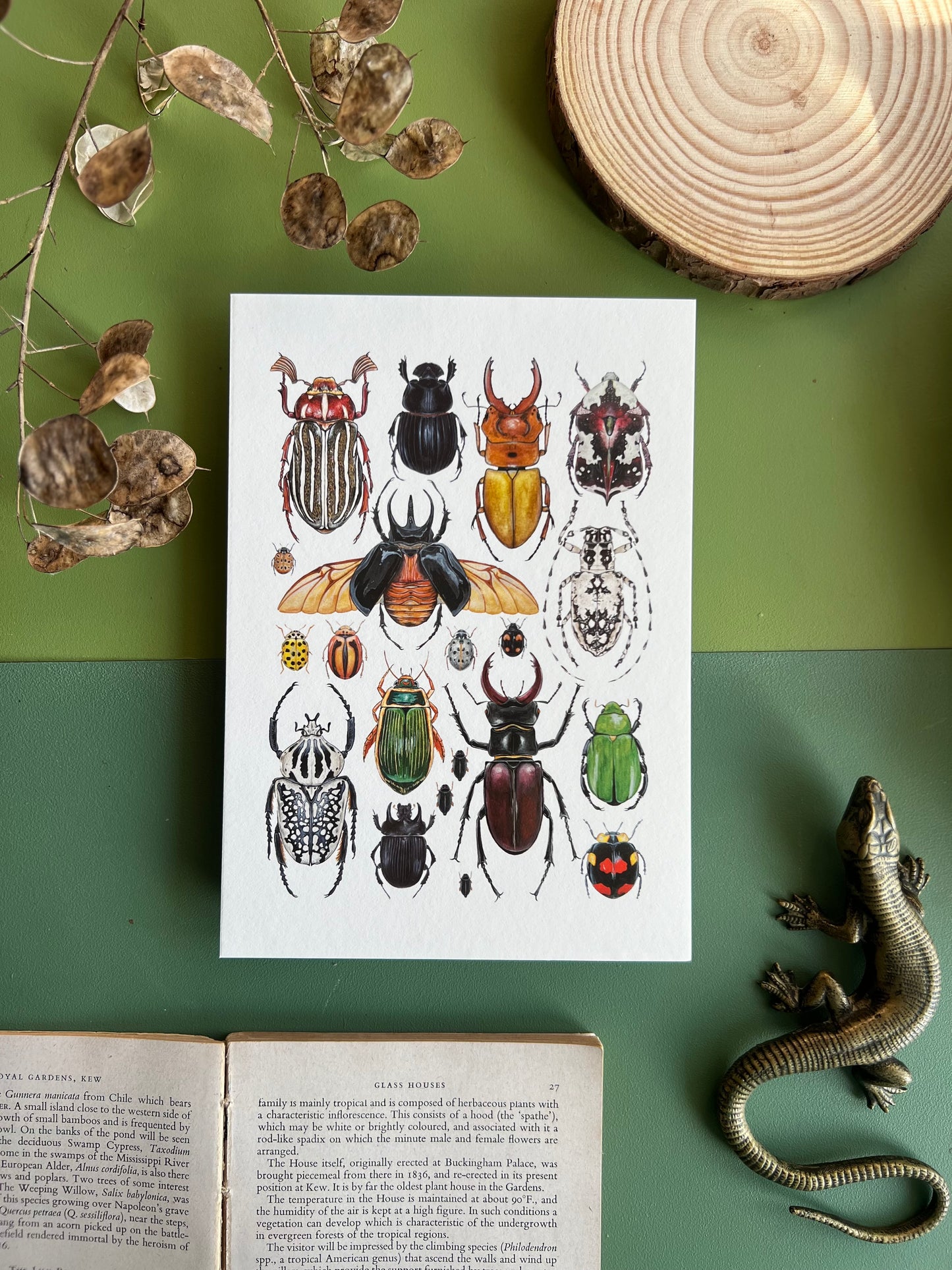 Beetles and Moths and Butterflies Print Set