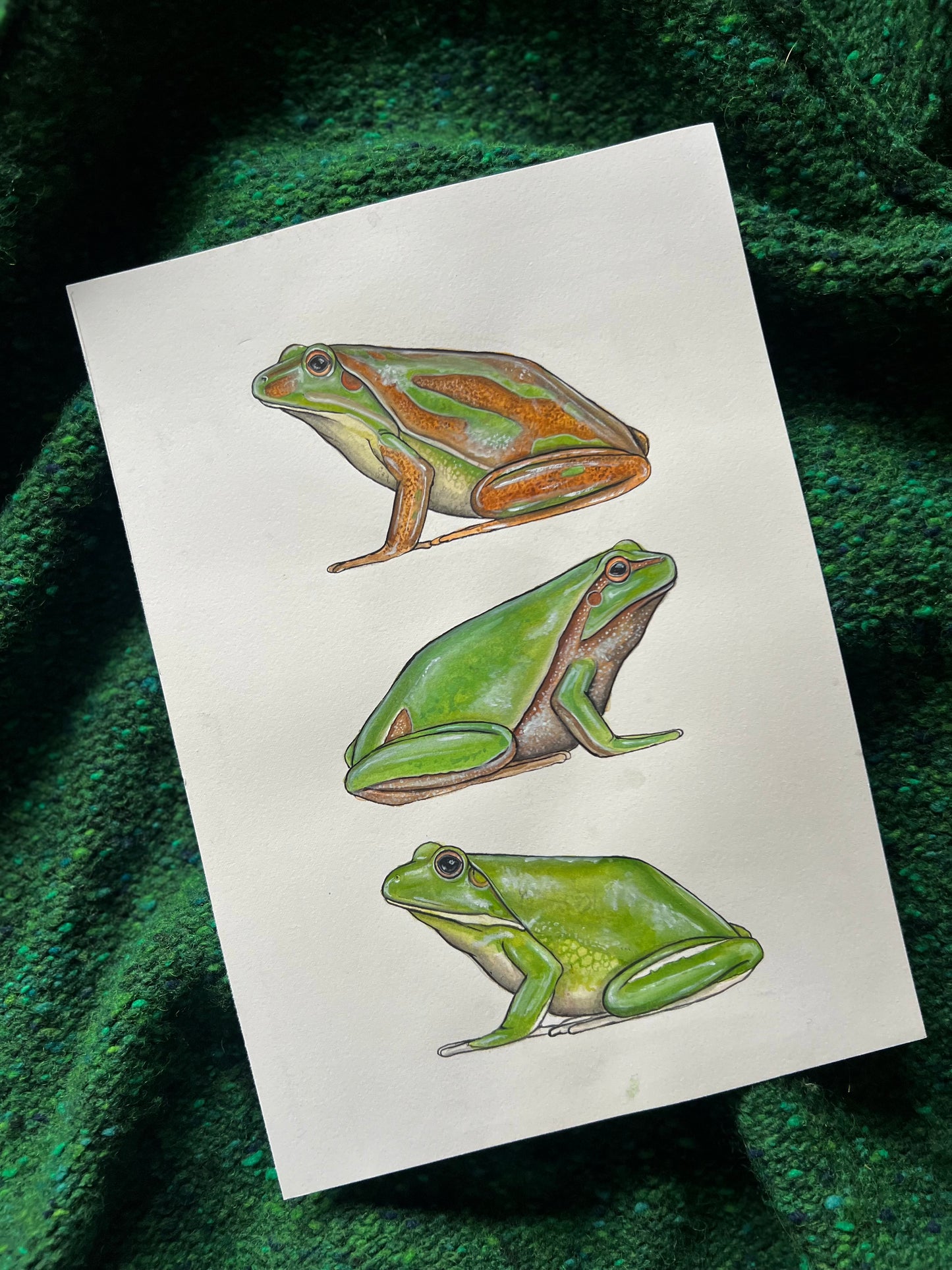 Tree Frogs