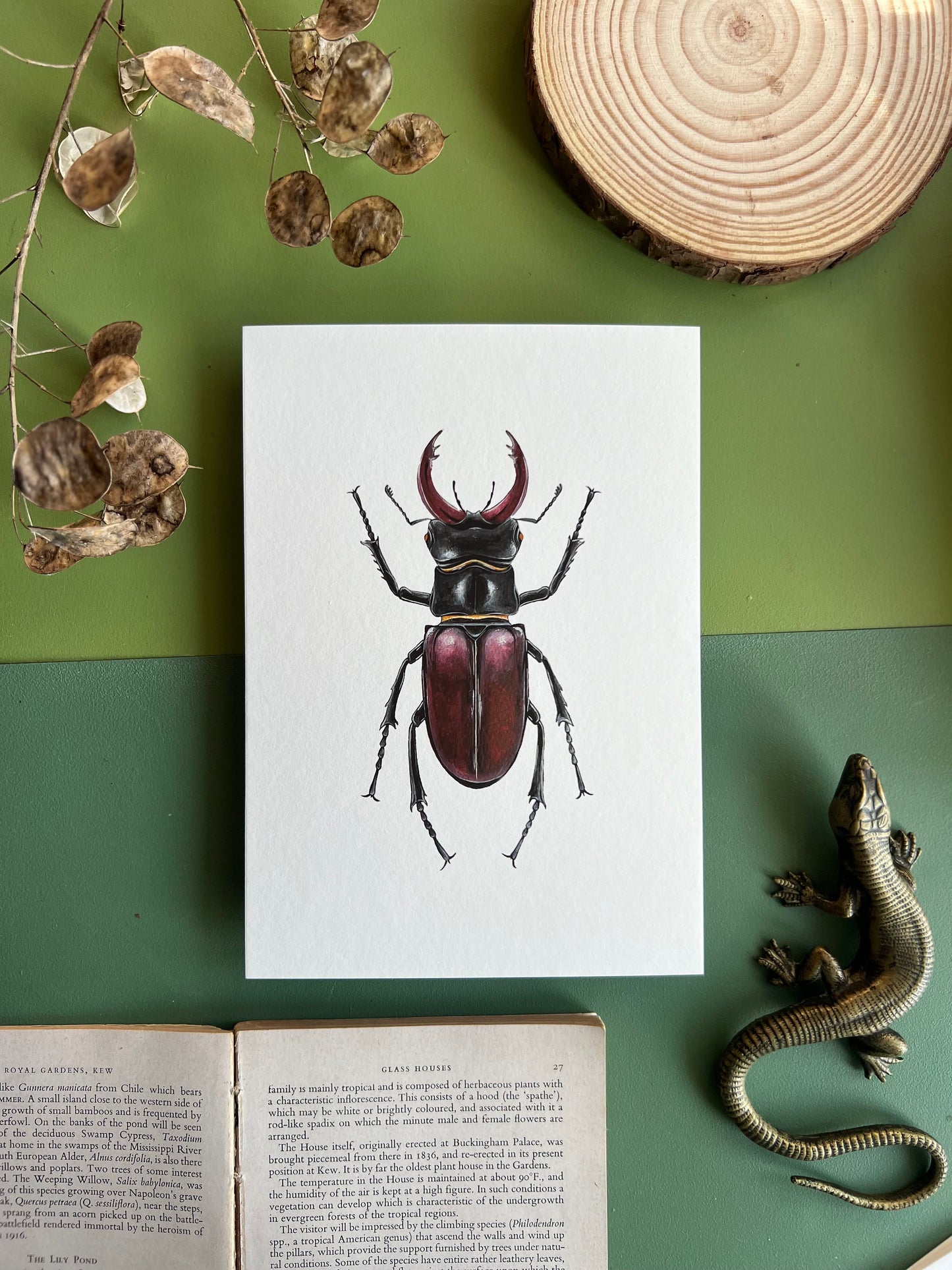European Stag Beetle