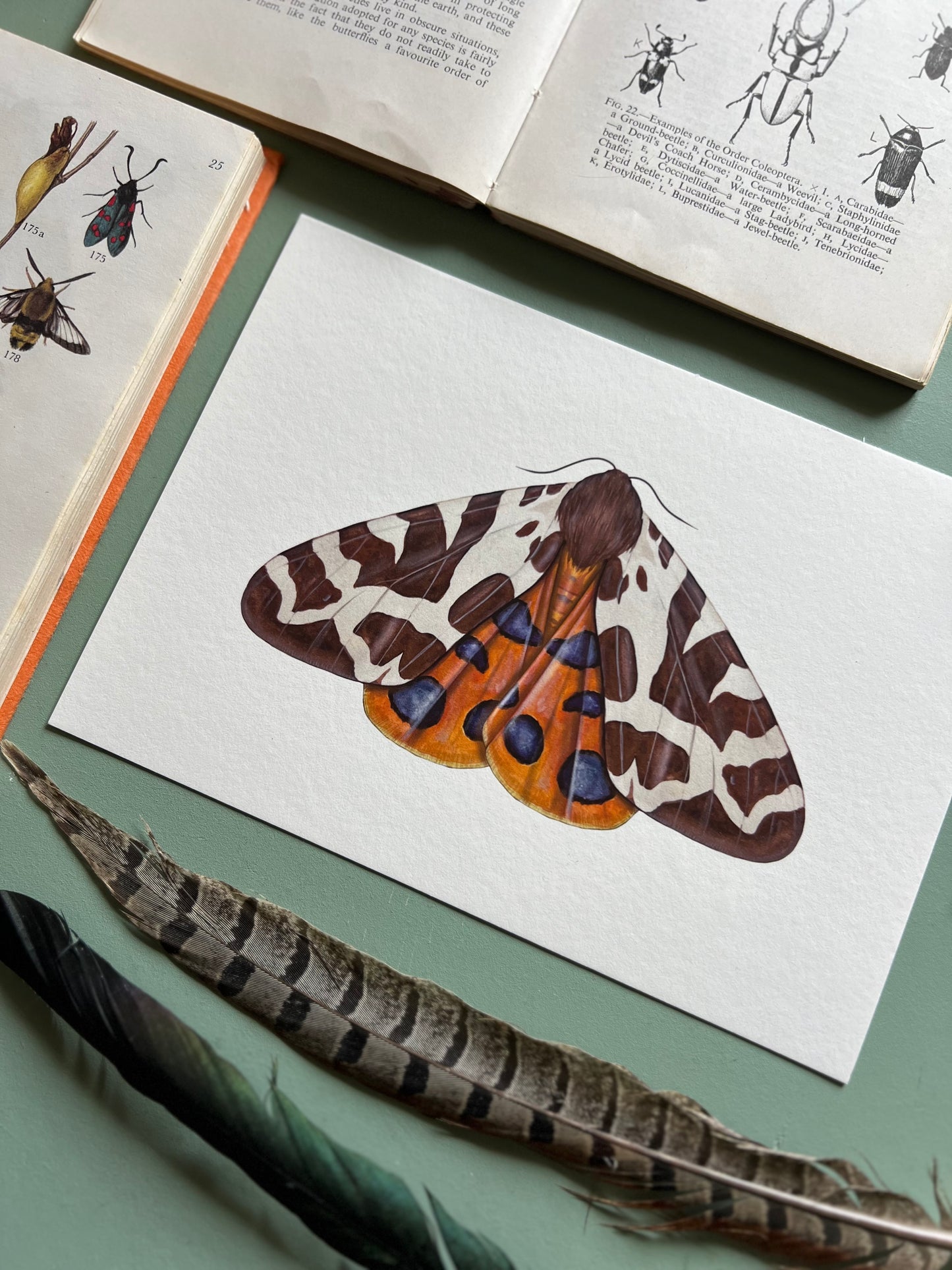 Garden Tiger Moth Print