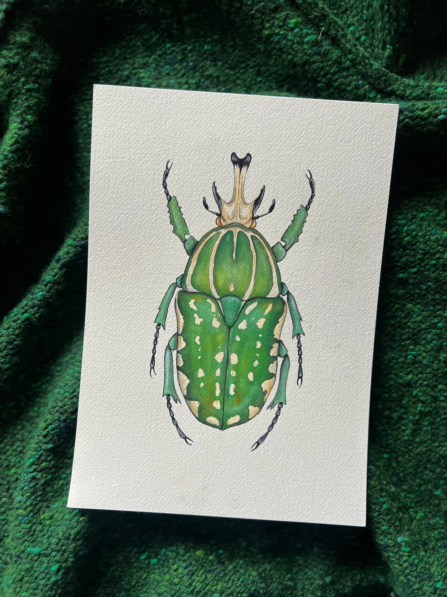 African Fruit Beetle