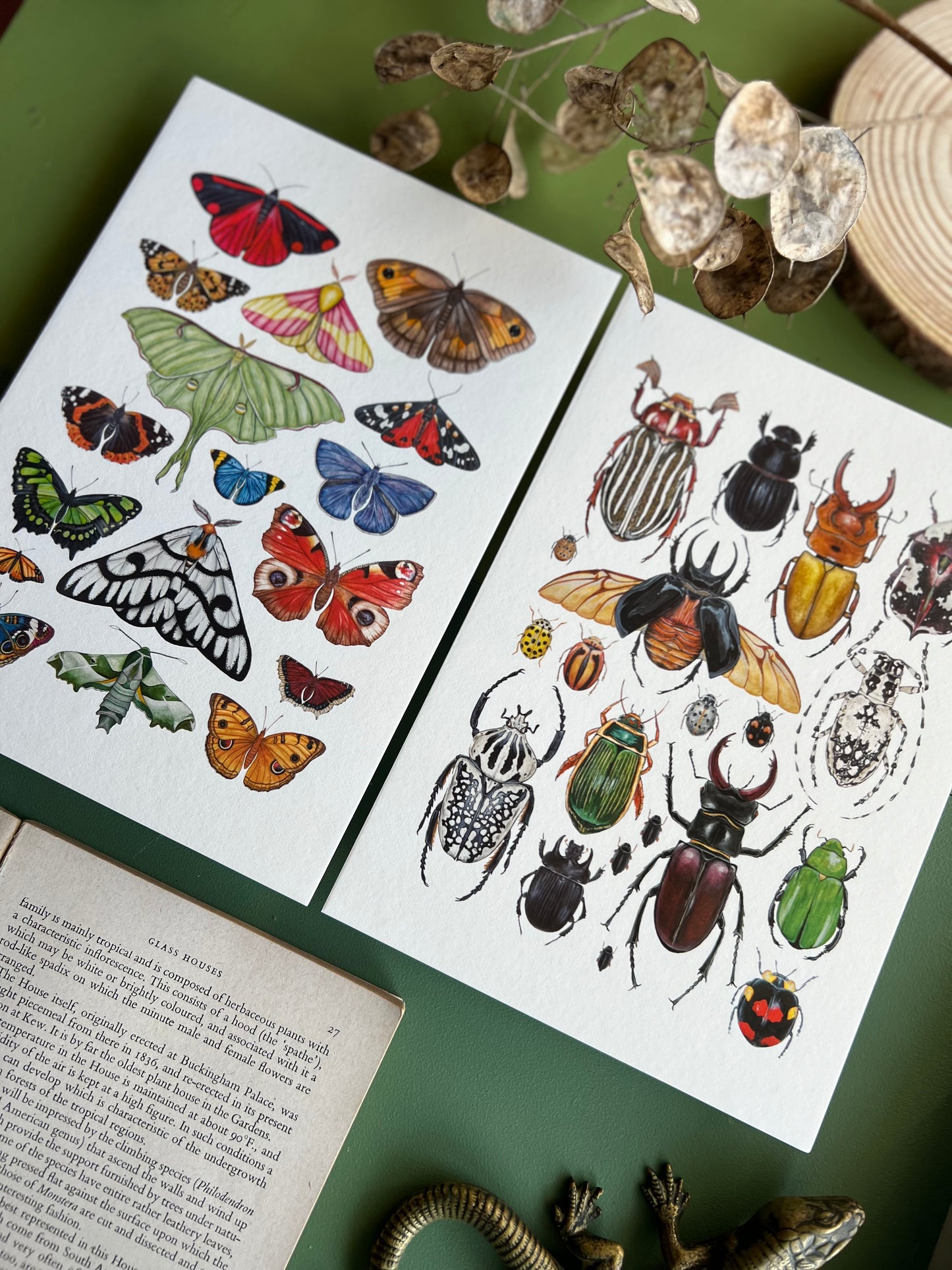Beetles and Moths and Butterflies Print Set