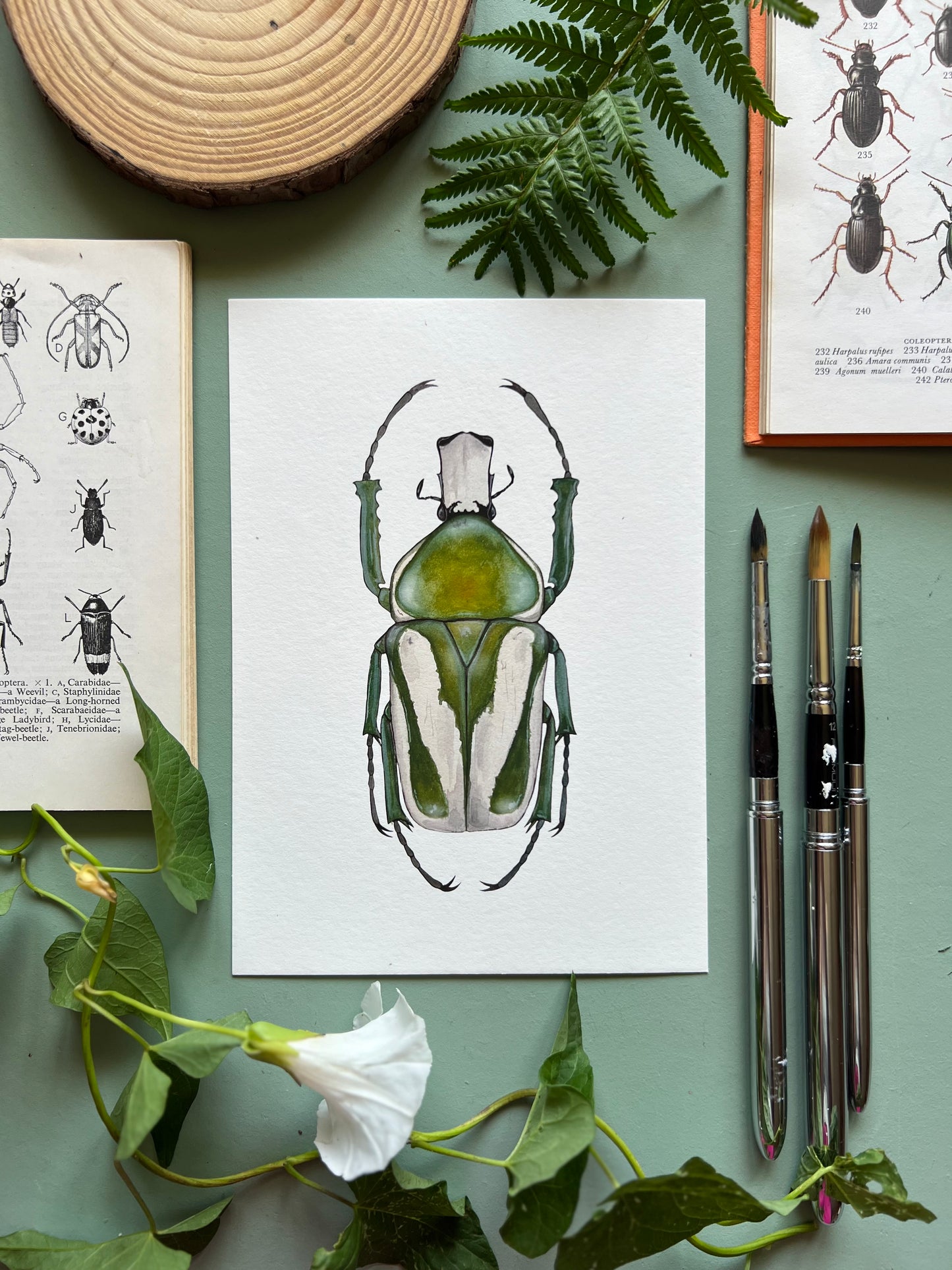 Regal Fruit Chafer Print