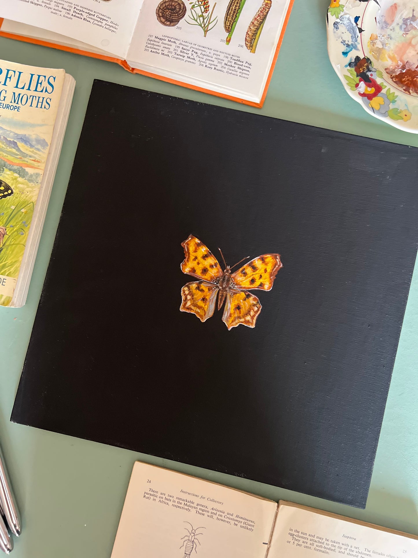 Comma Butterfly