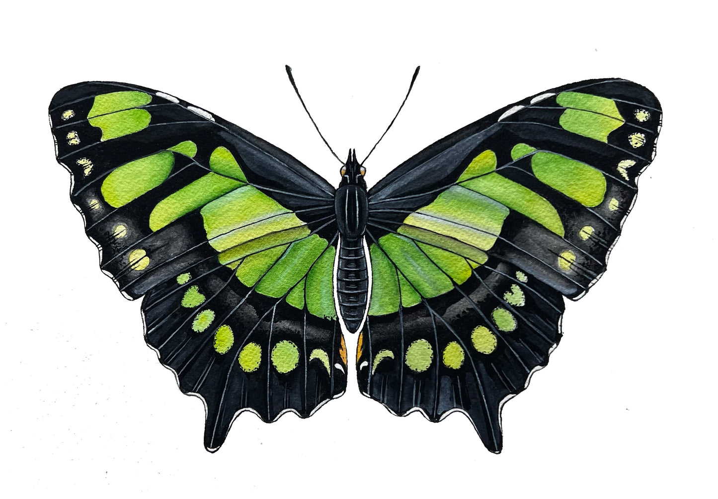 Malachite Butterfly