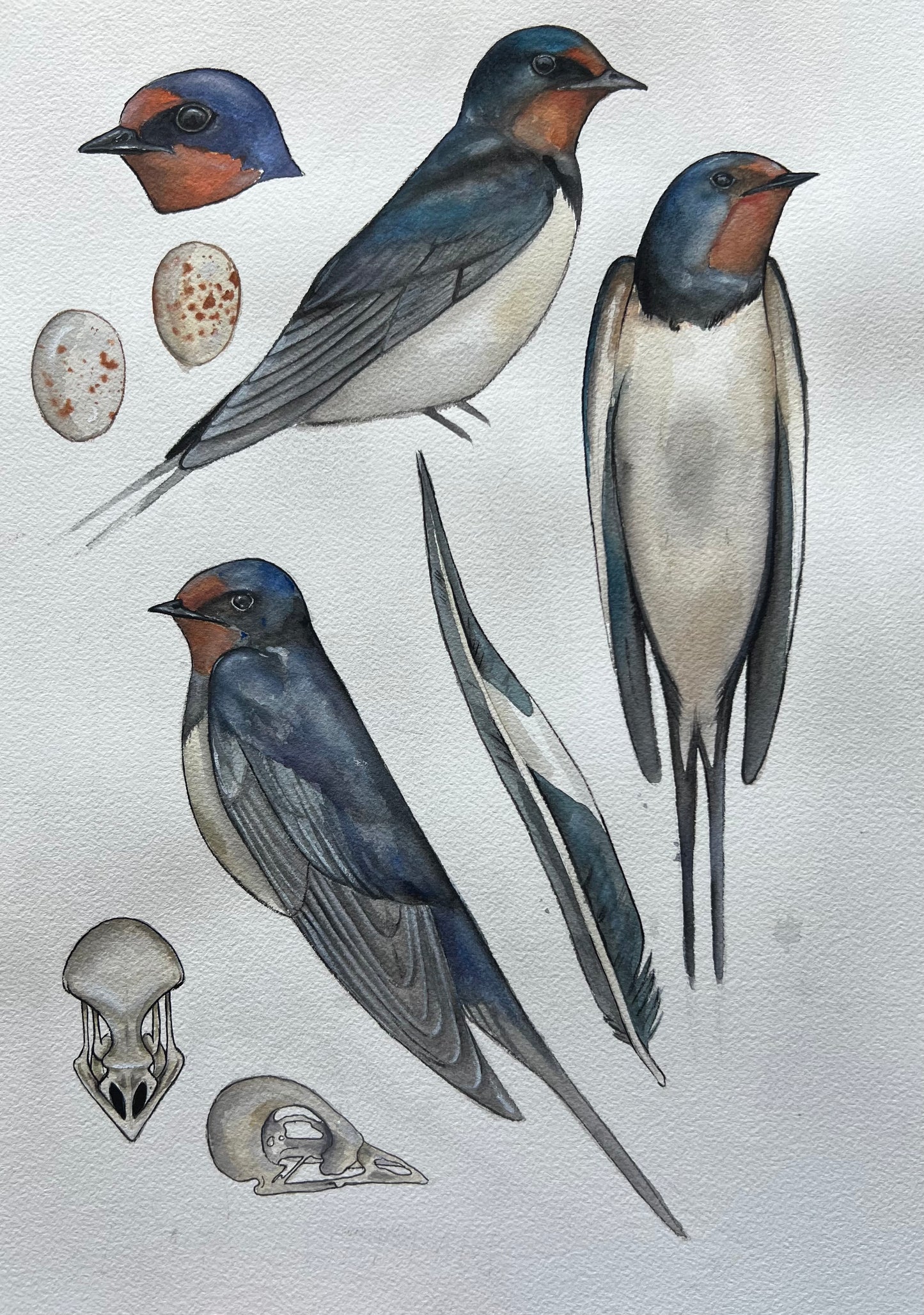 Swallow Study 11.7” x 16.5” (A3)