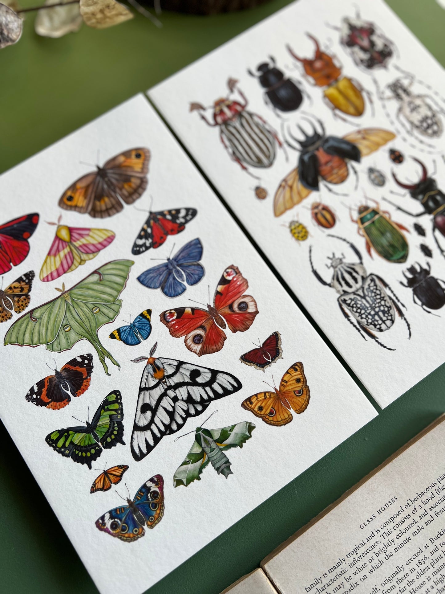 Beetles and Moths and Butterflies Print Set