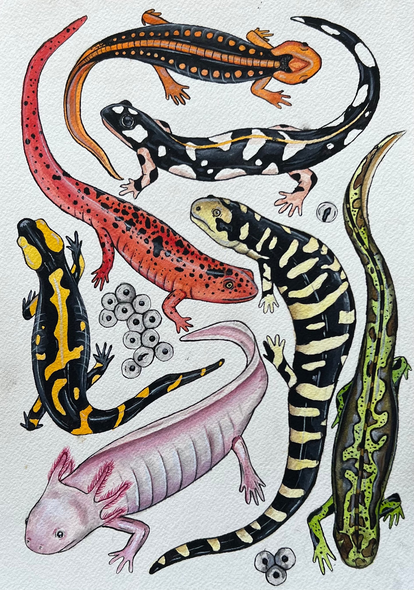 Salamanders 8.3” x 11.7”