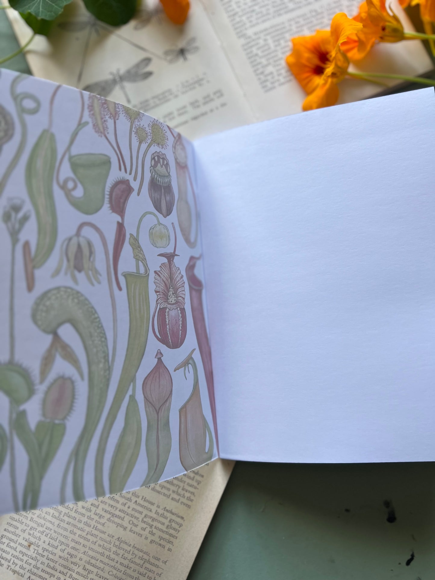 Carnivorous Plants Notebook