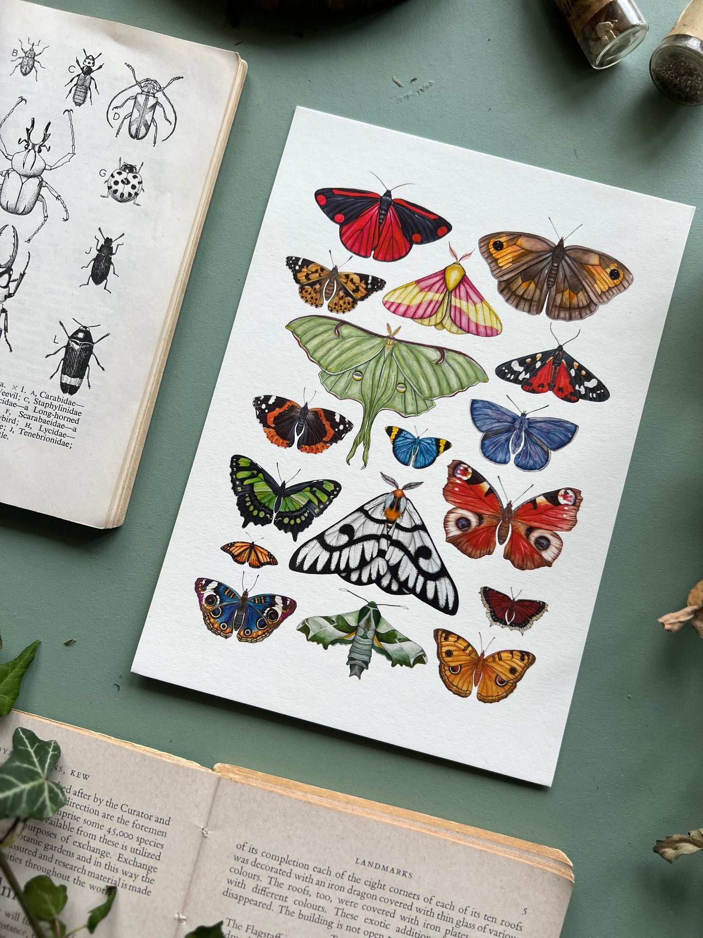 Butterfly and Moth Print