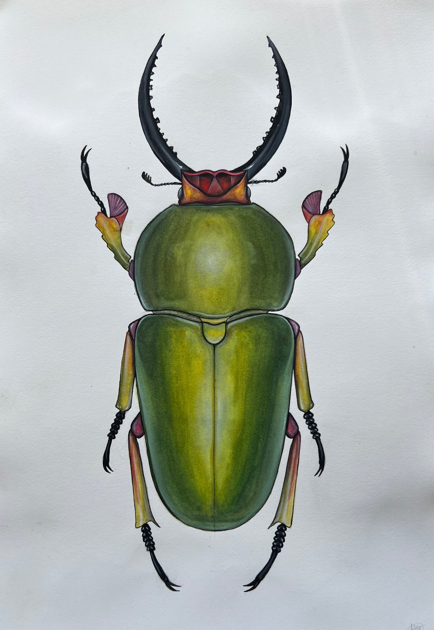 Stag Beetle 11.7” x 16.5”