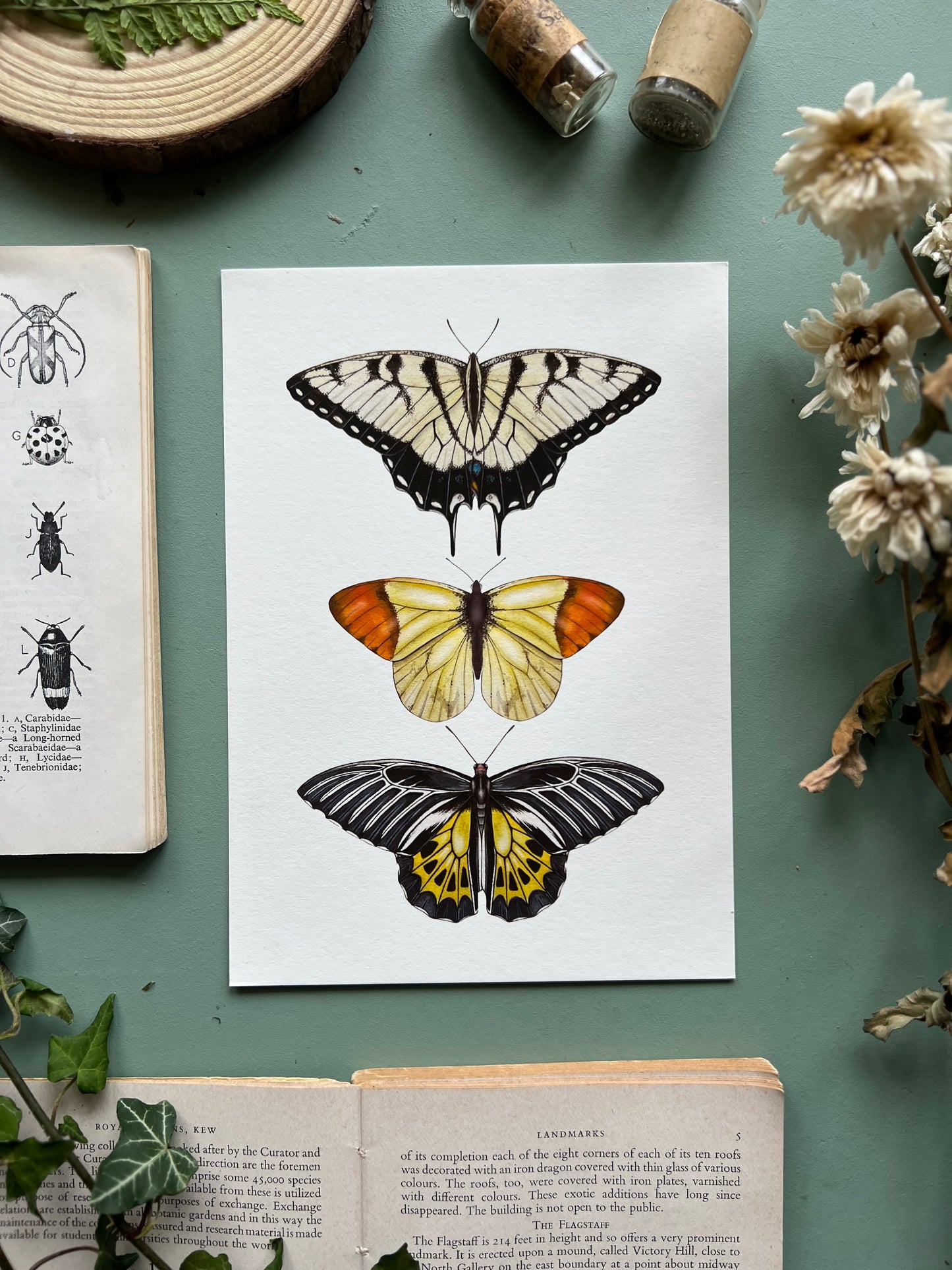 Yellow Butterfly Species