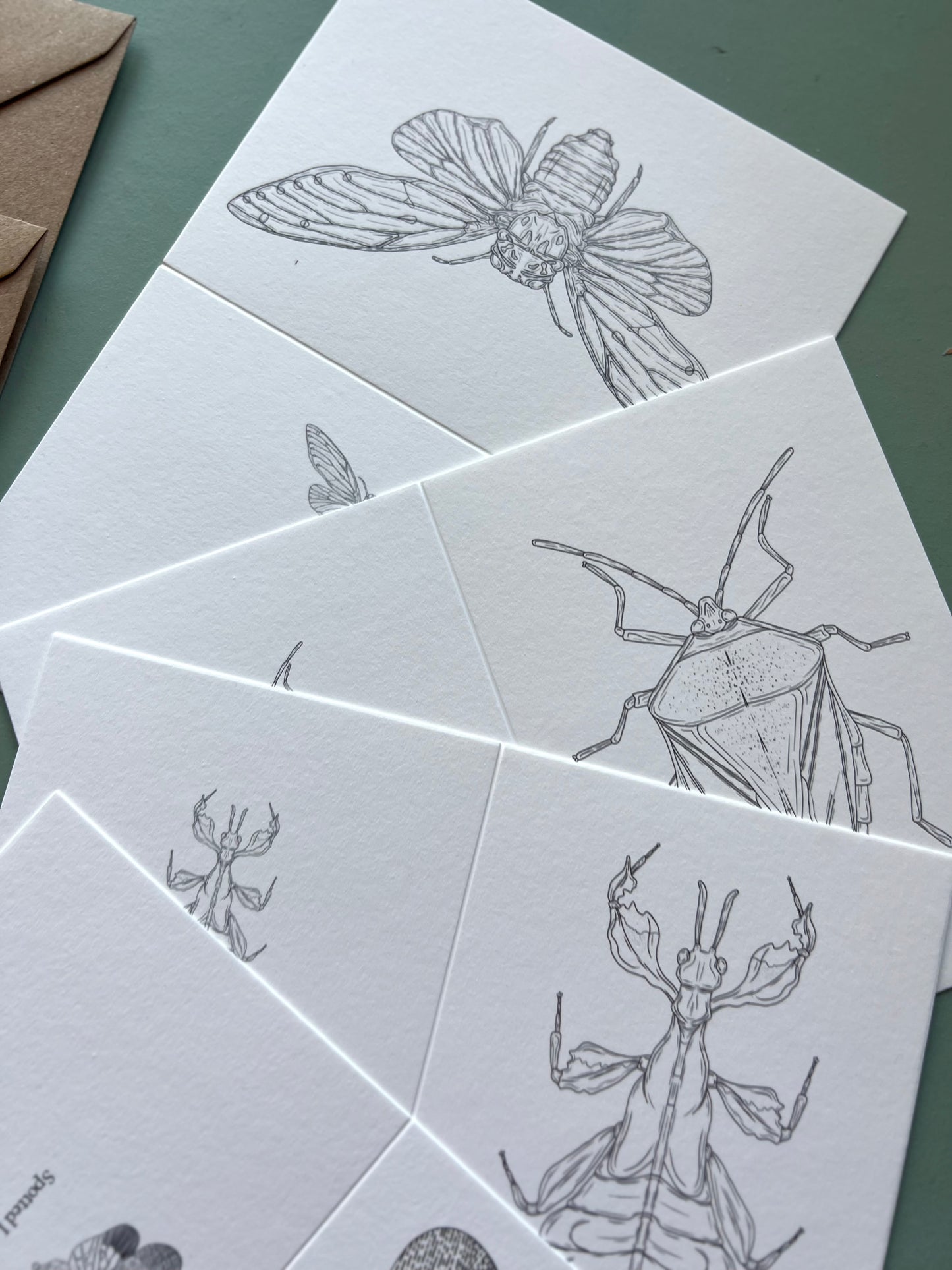 Insects Colouring in Card Set