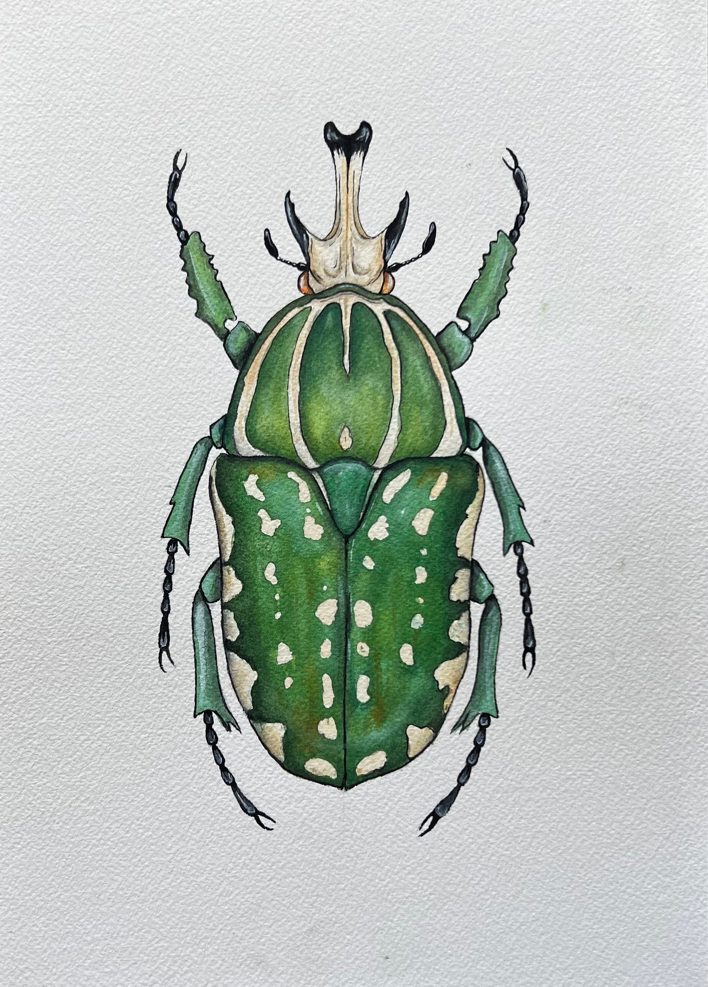 African Fruit Beetle