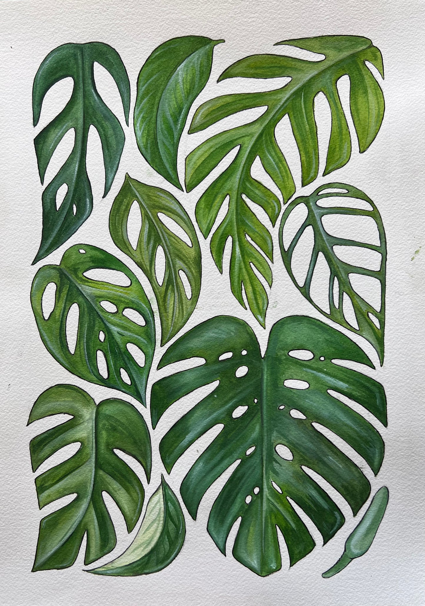 Monsteras 11.7” x 16.5”