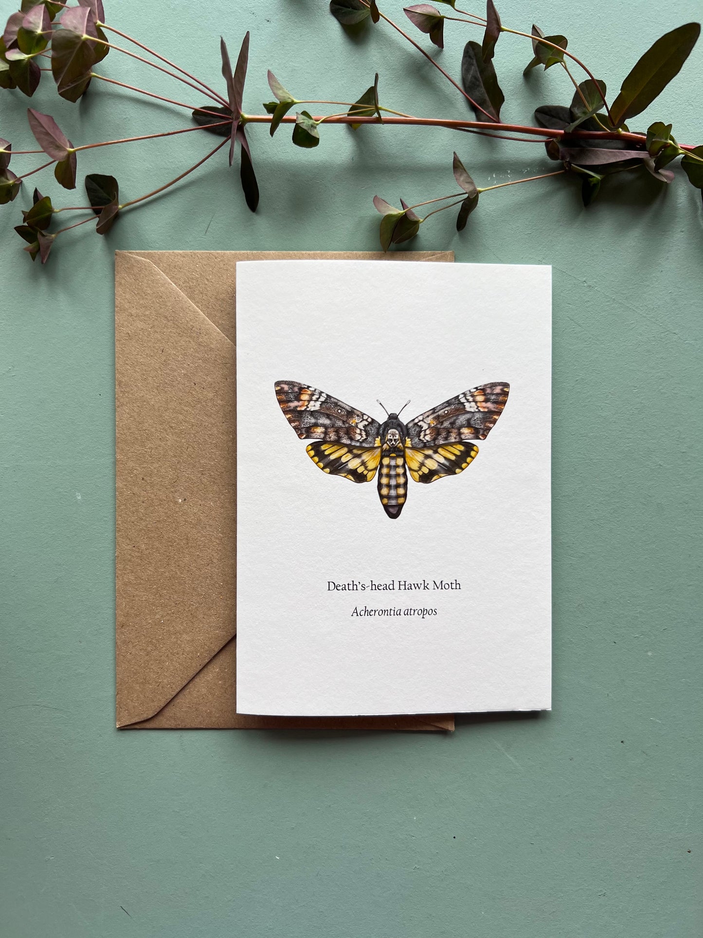 Deaths-head Hawk Moth Card