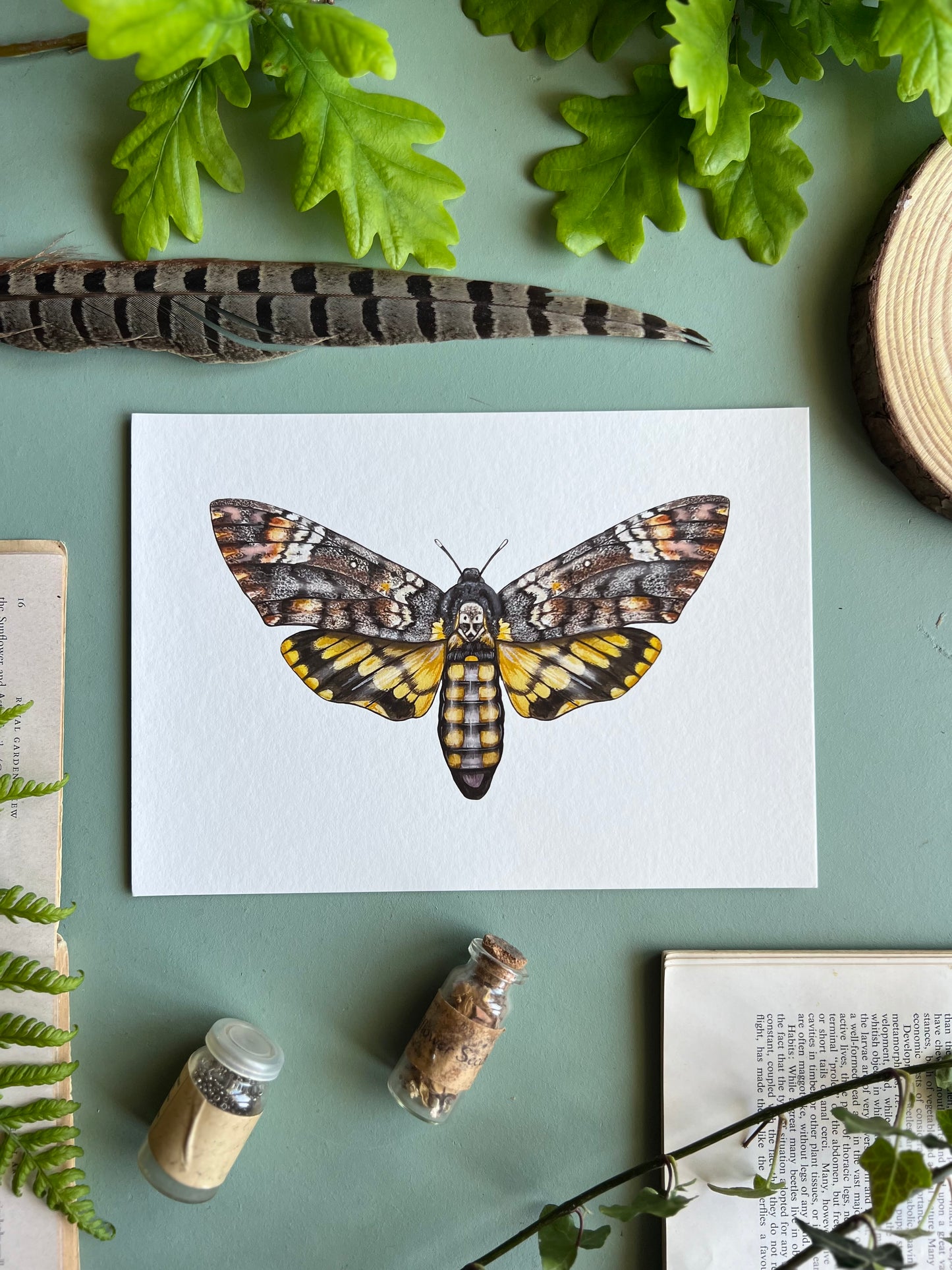 Deaths-head Hawk Moth Print