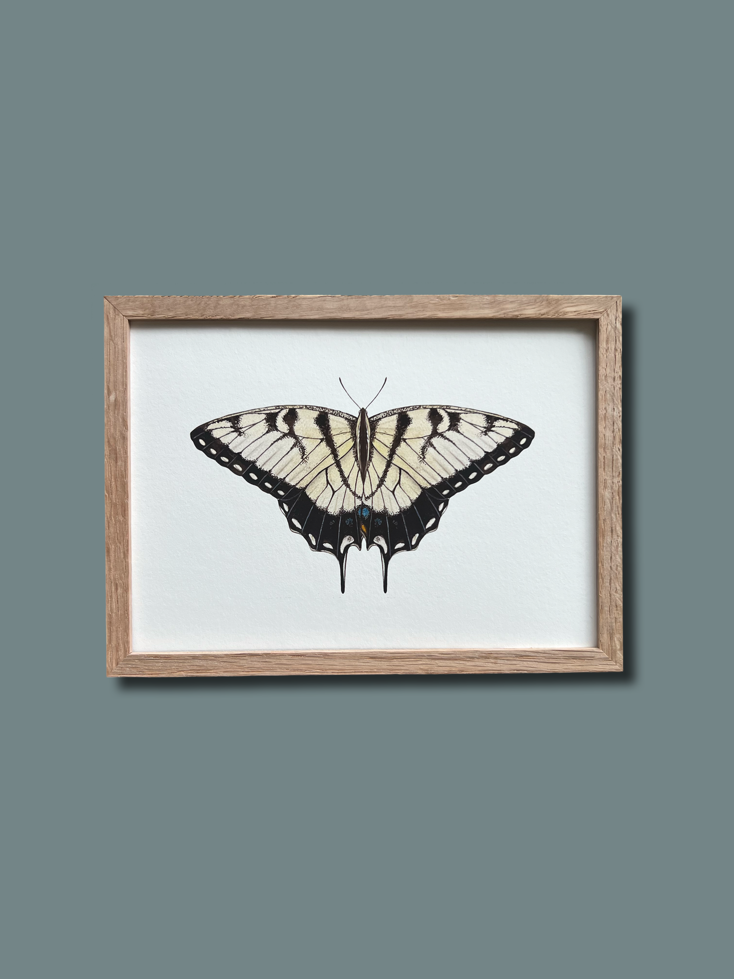 Tiger Swallowtail Butterfly