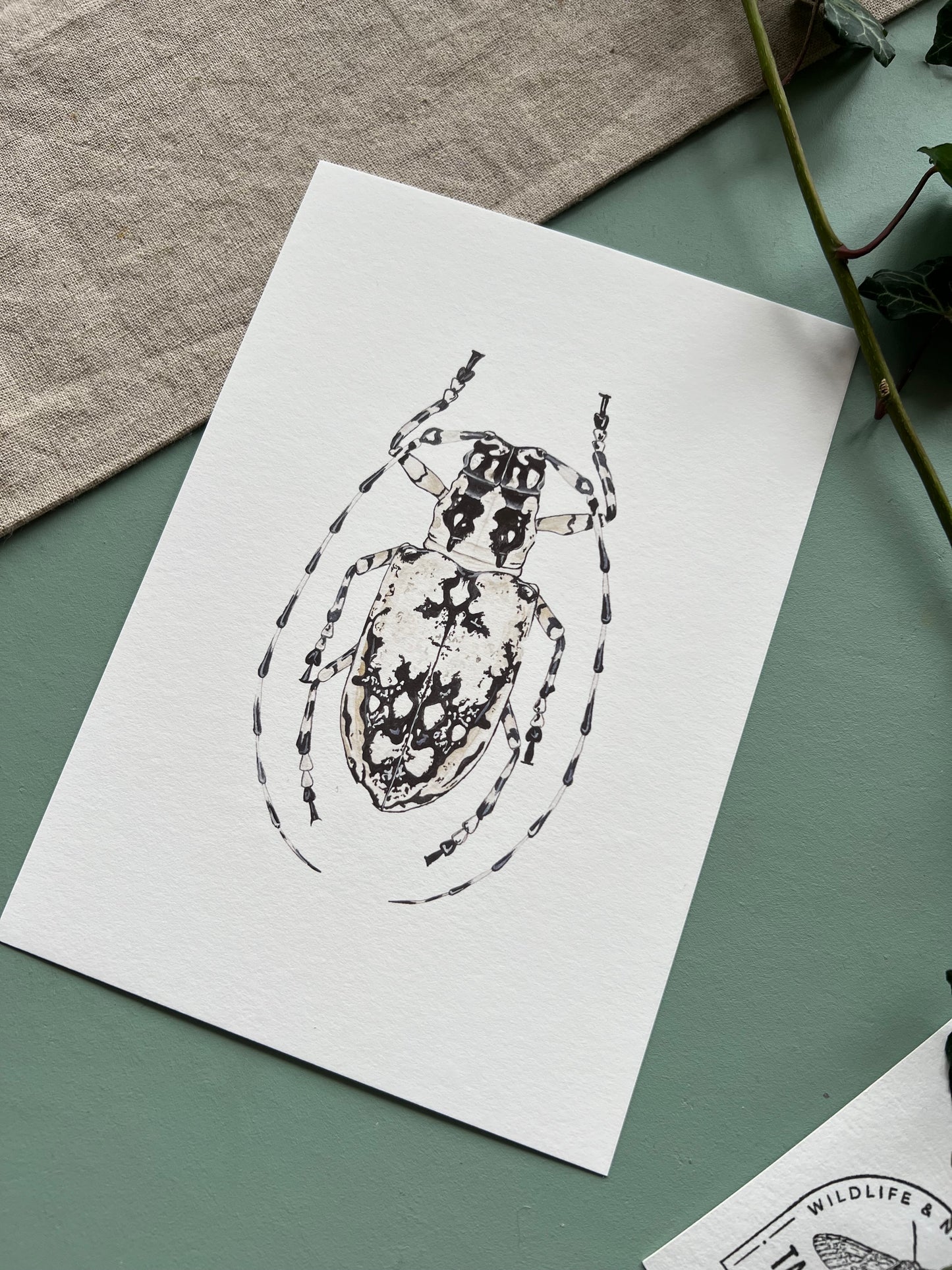 Longhorn Beetle