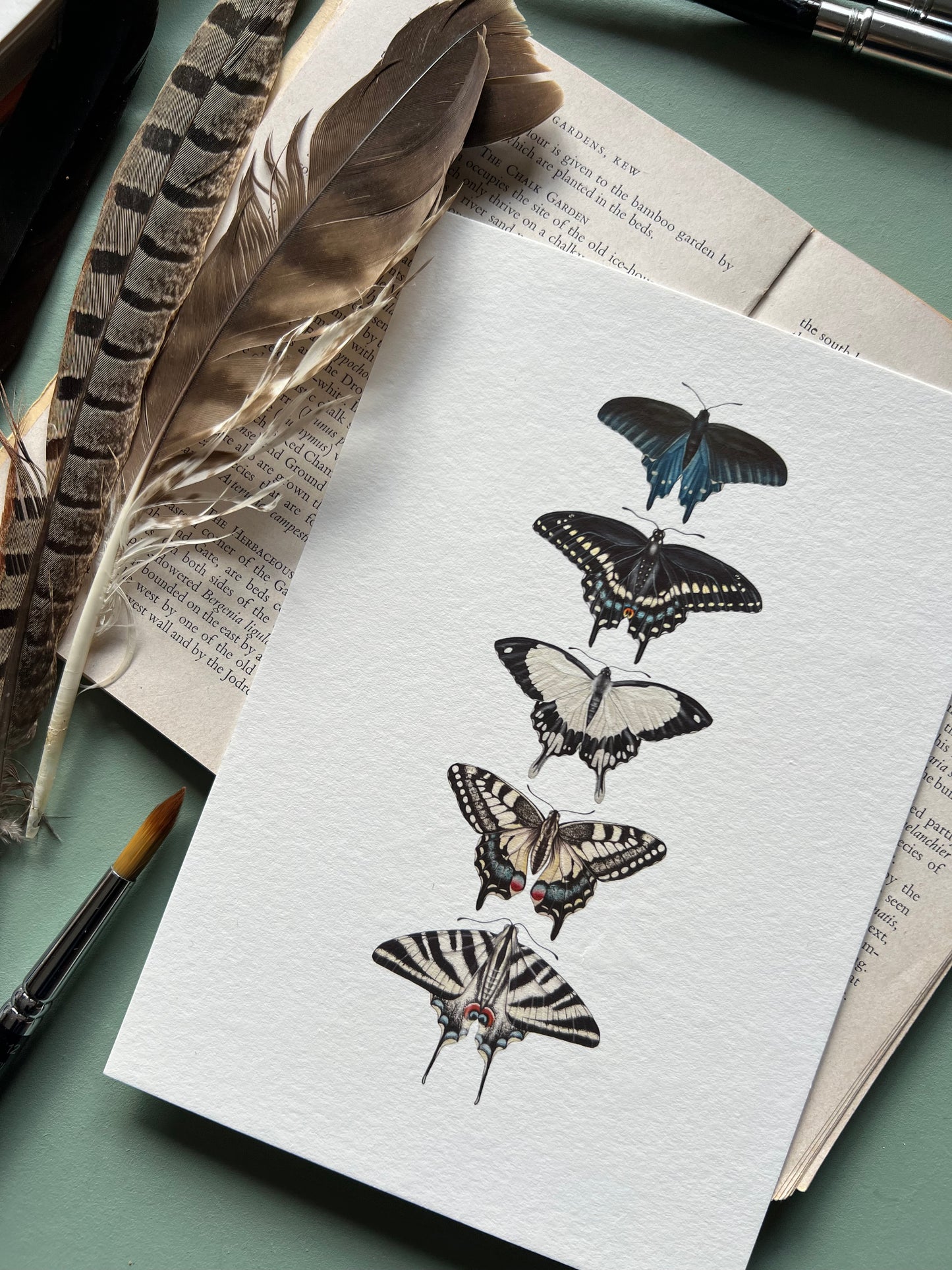 Swallowtail Species Print