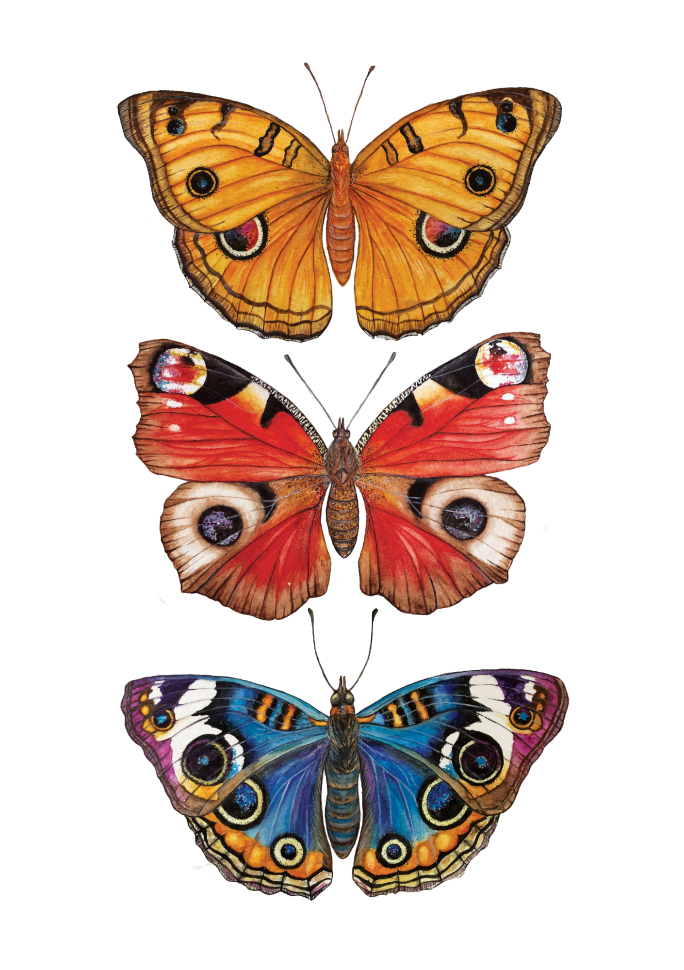 Butterflies with Eyes