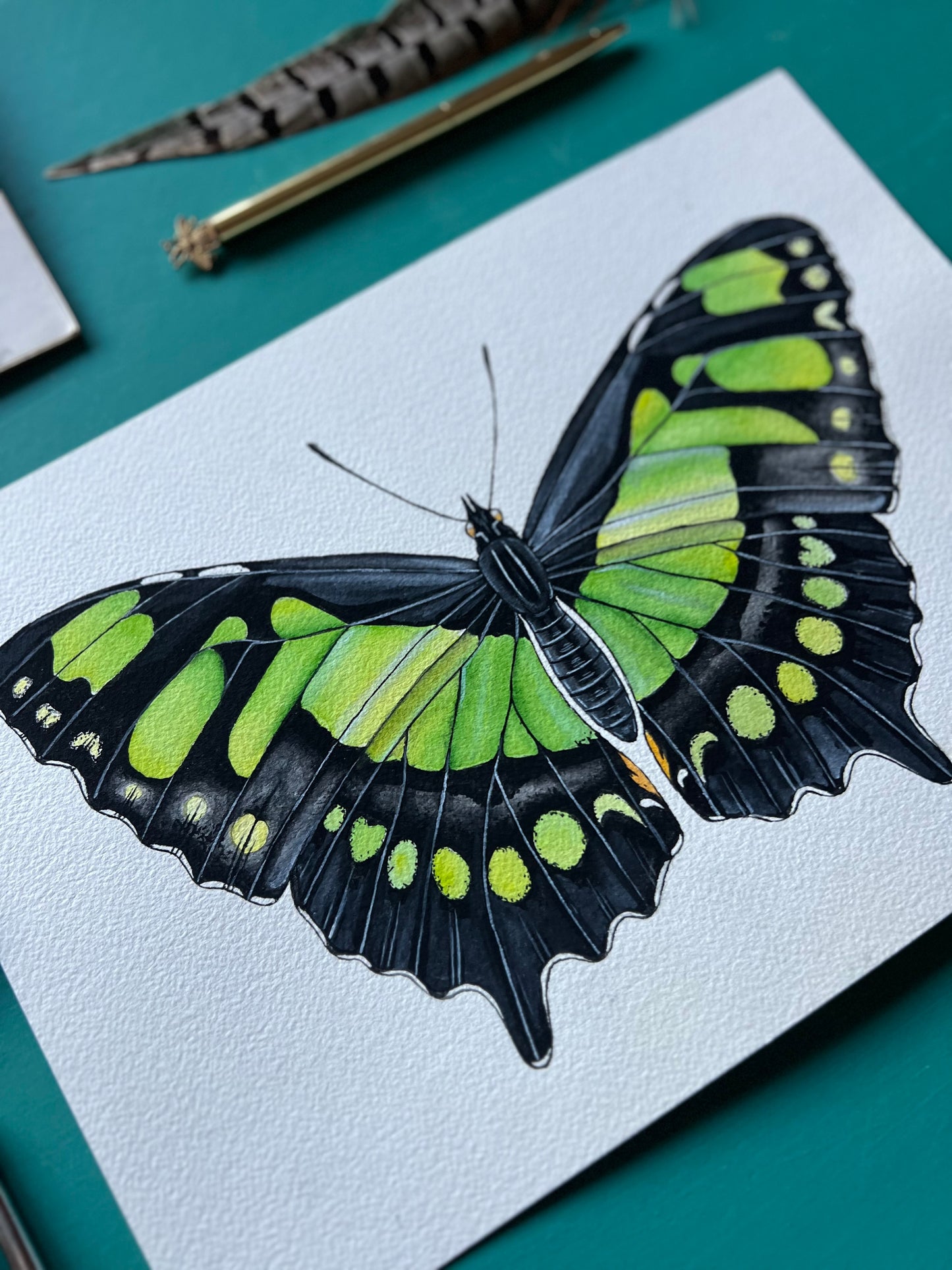 Malachite Butterfly
