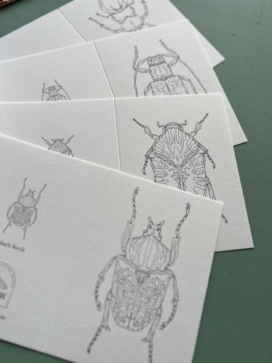 Beetle Colouring in Card Set