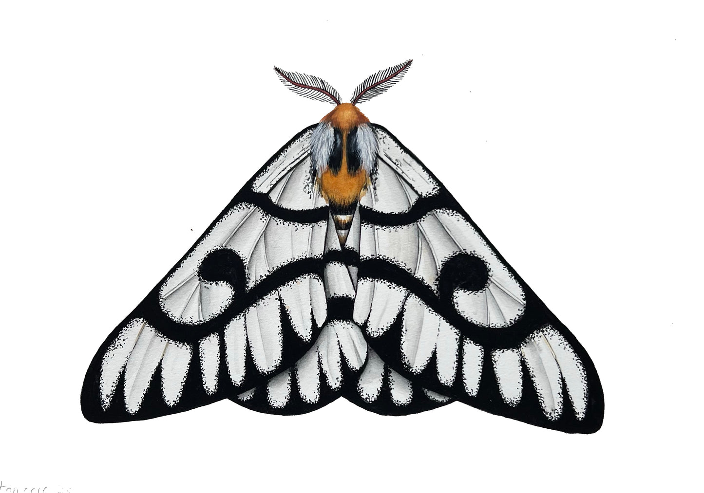 Hera Moth 8.3” x 11.7”