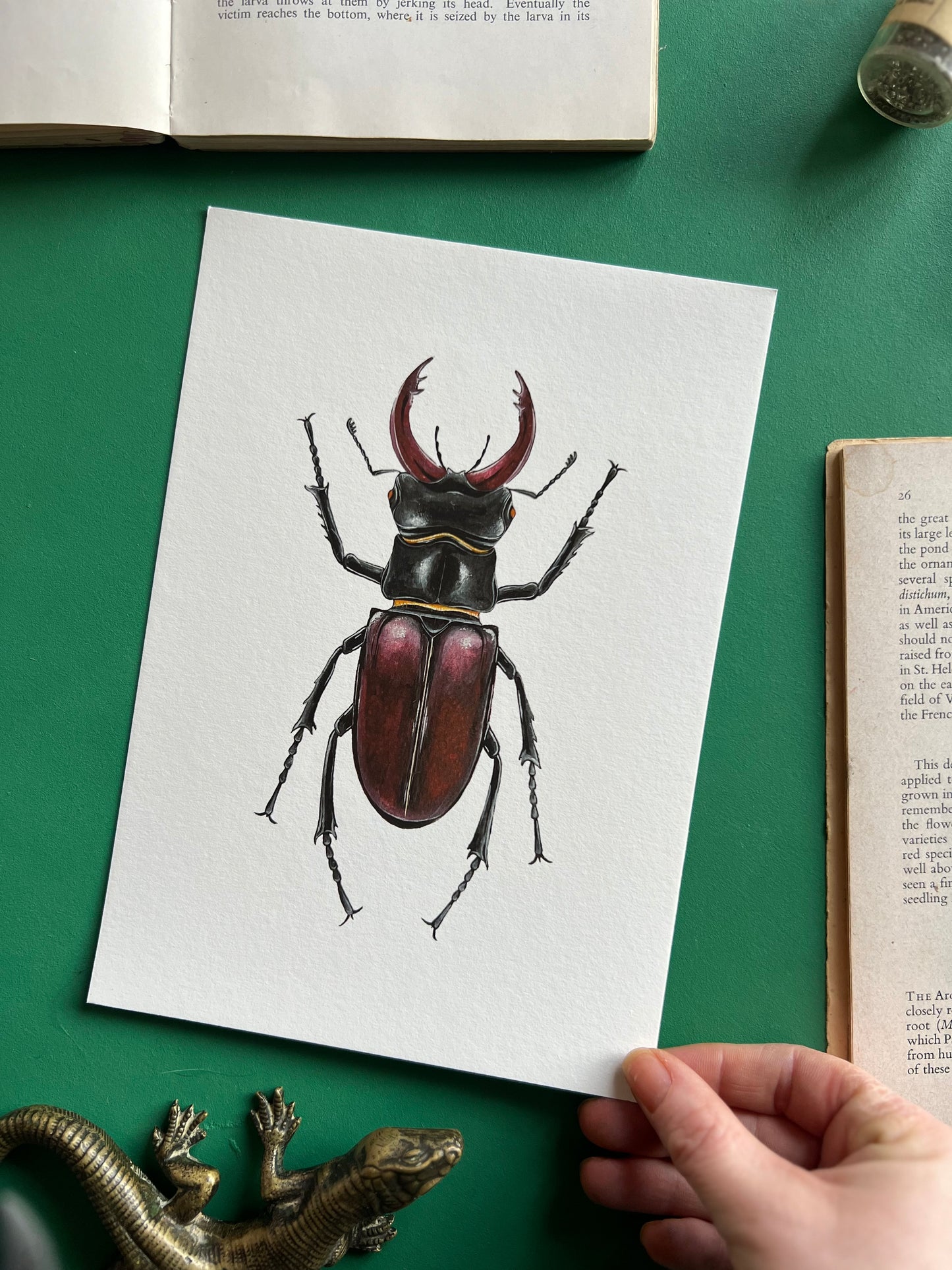 European Stag Beetle
