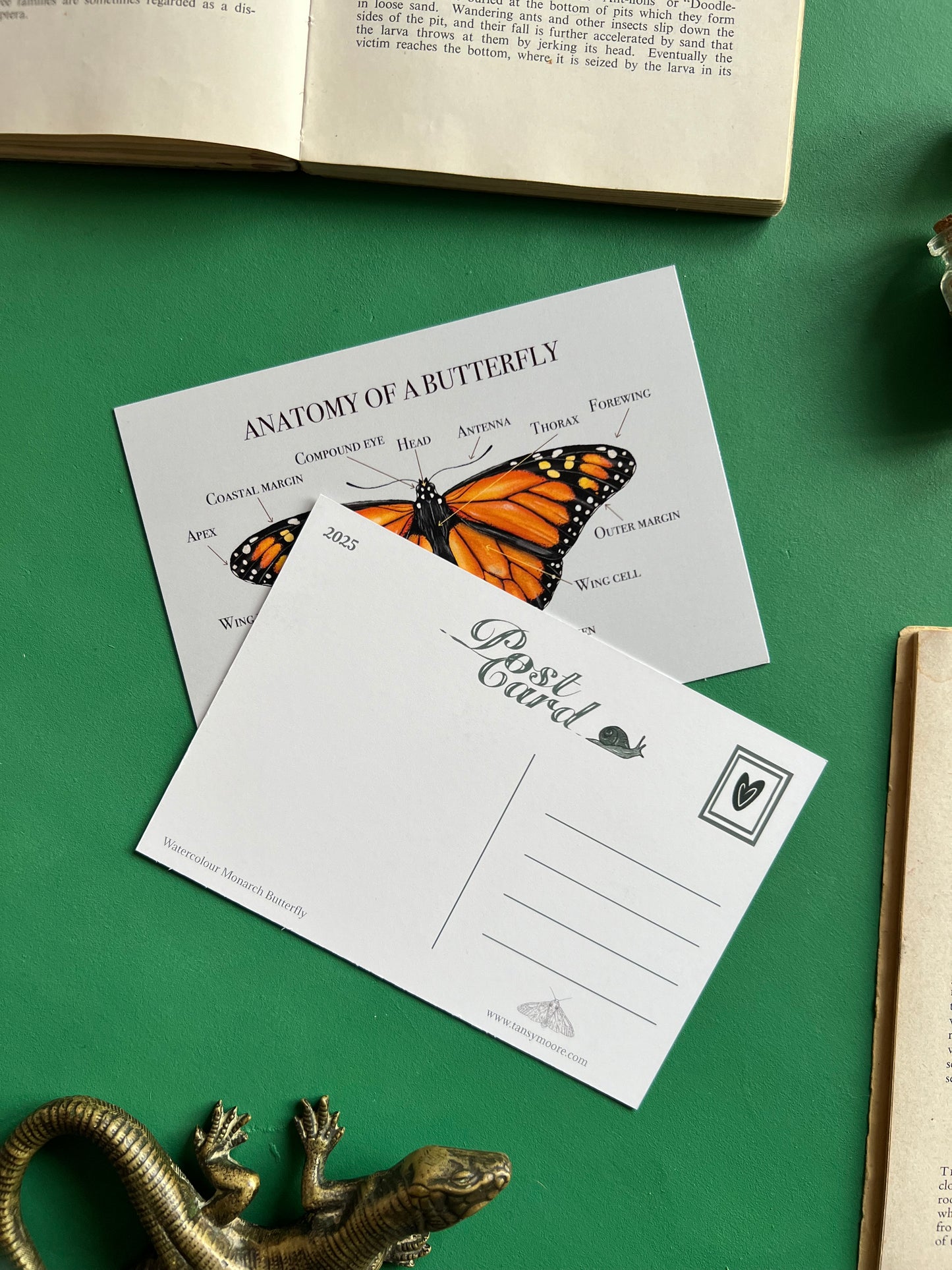 Monarch Butterfly Anatomy