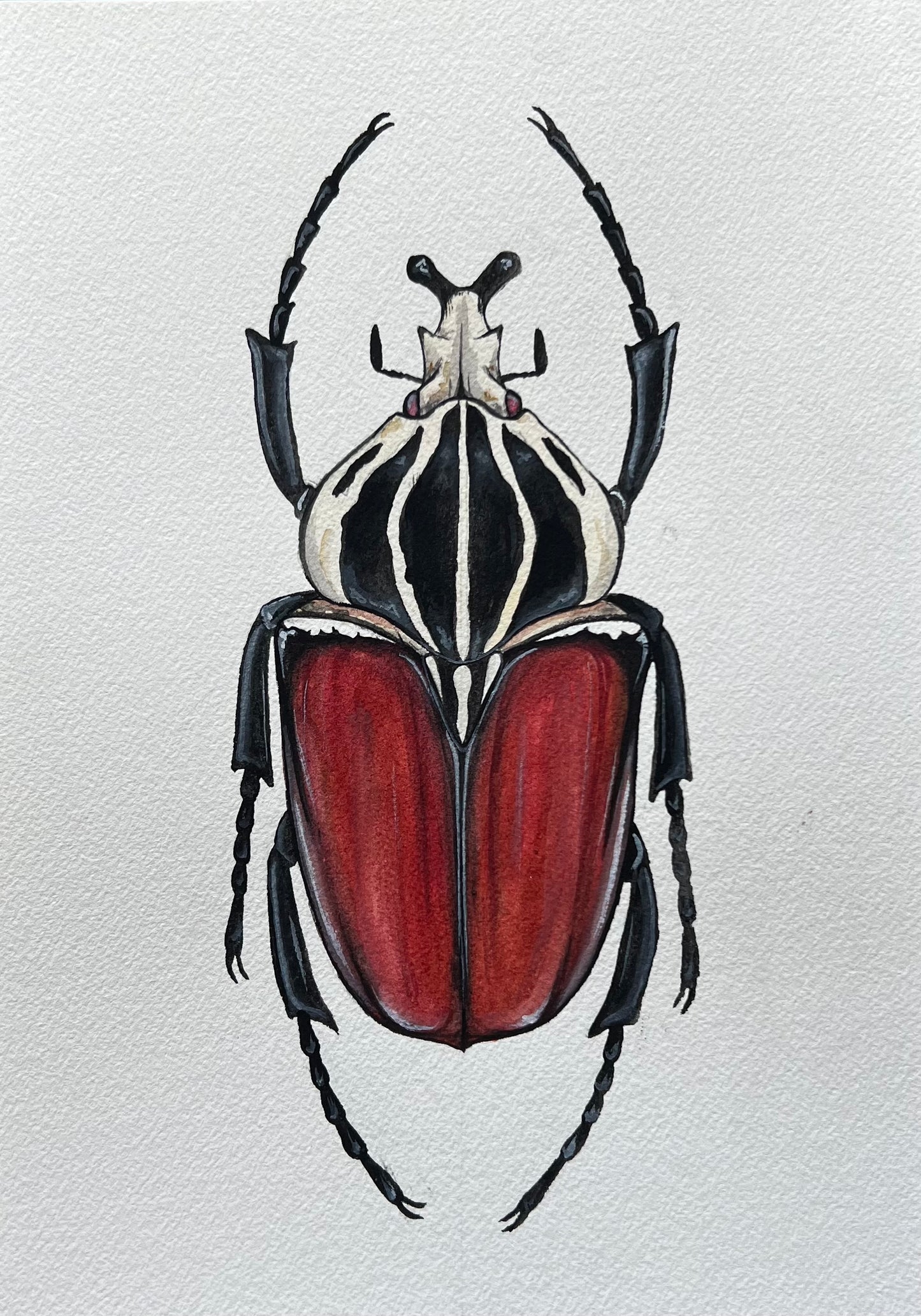 Goliath beetle