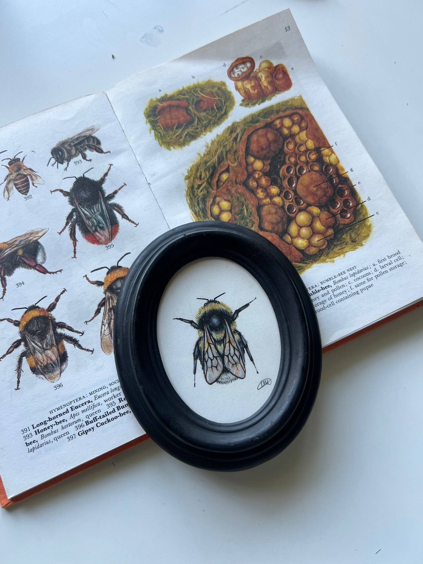 Garden Bumblebee