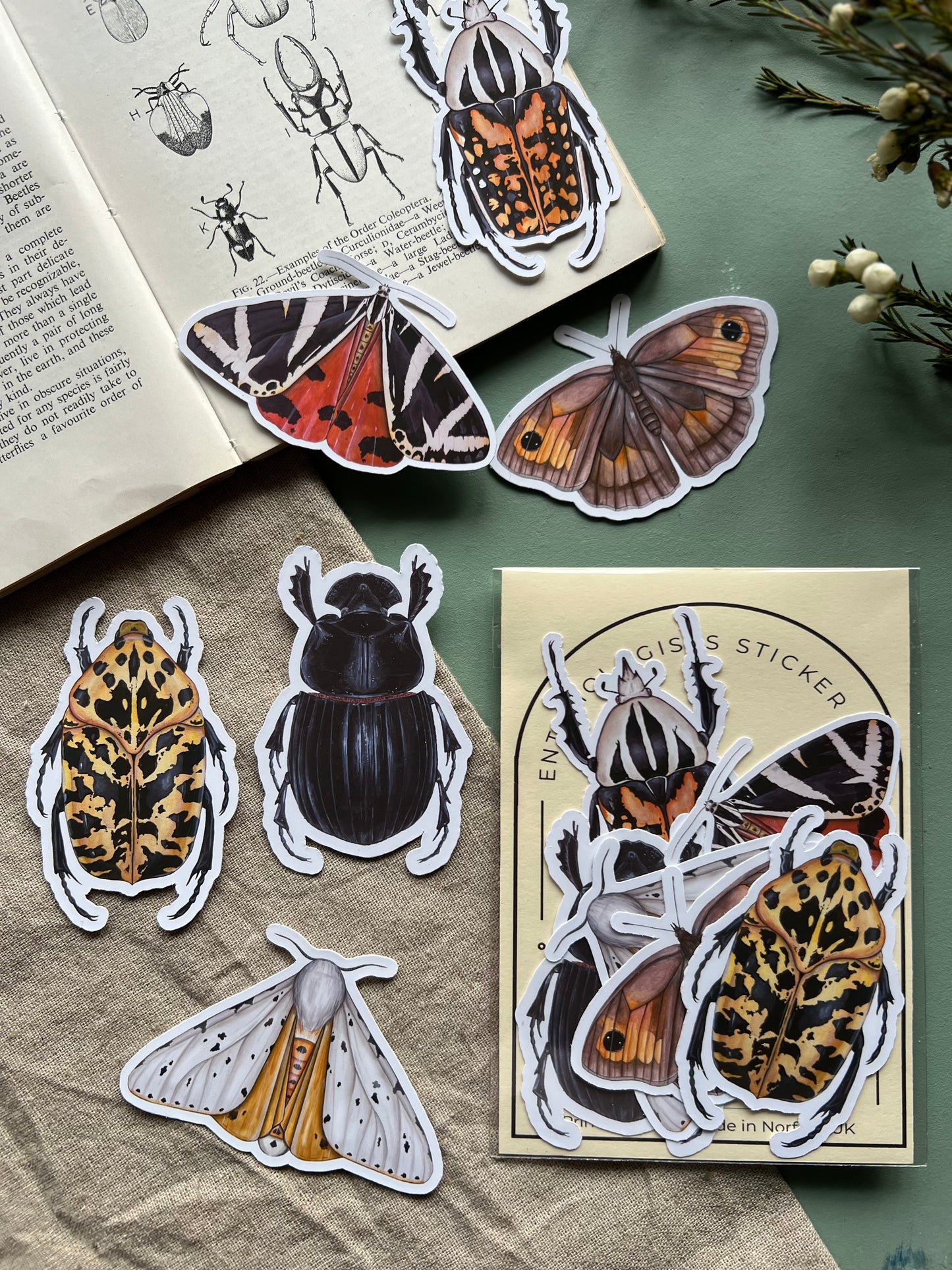 Entomology Sticker Set