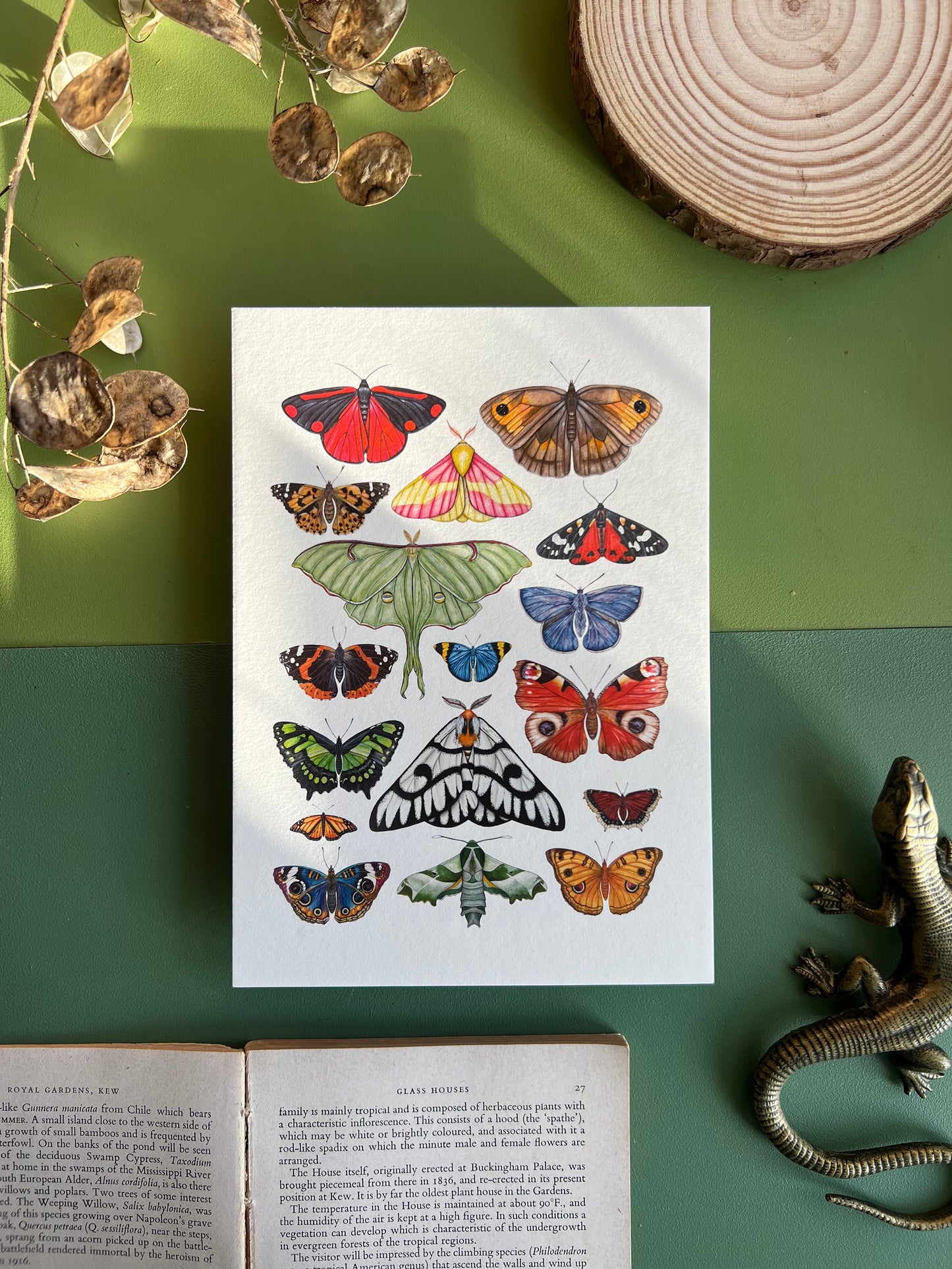 Beetles and Moths and Butterflies Print Set