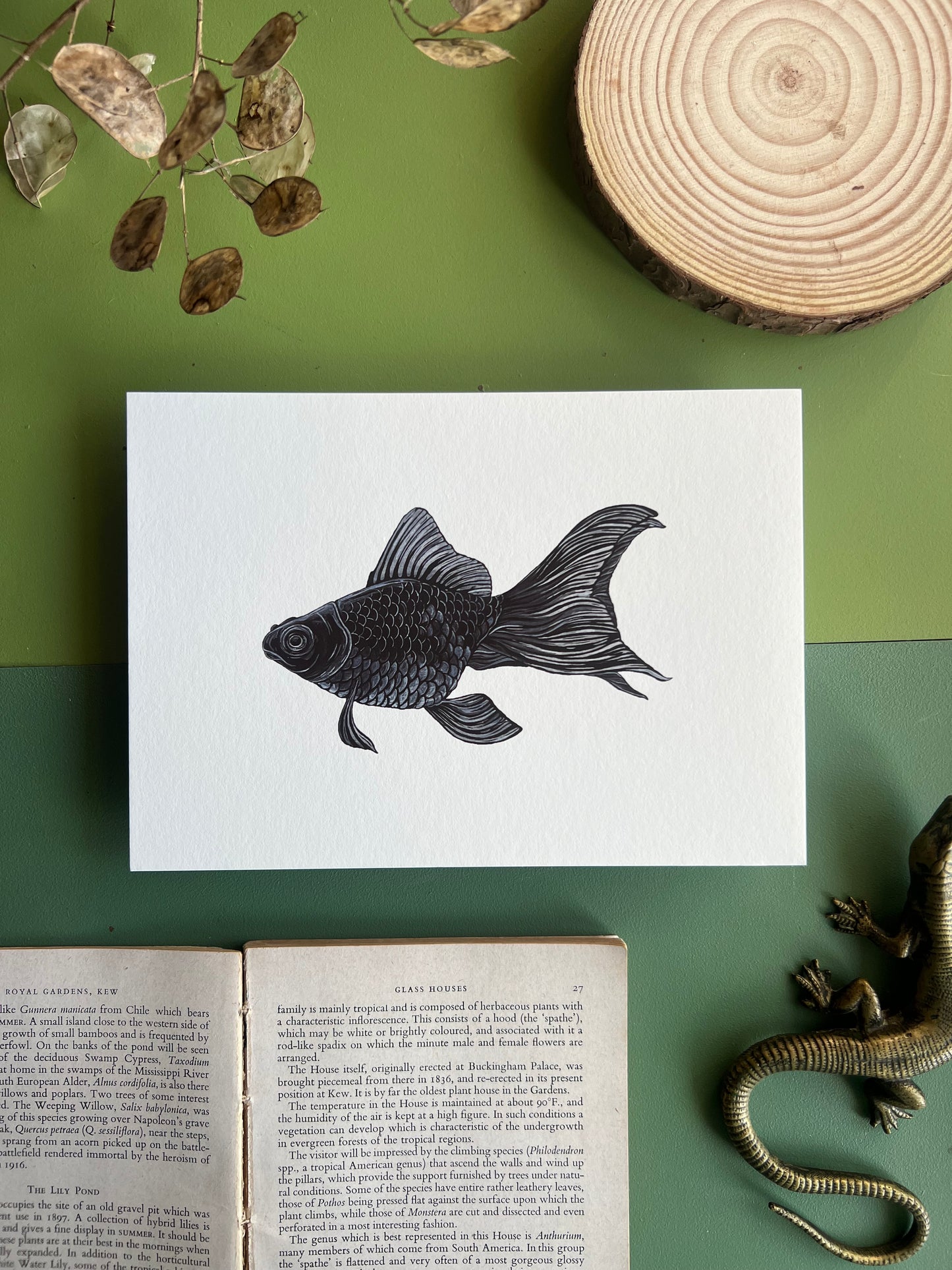 Black Moor Goldfish