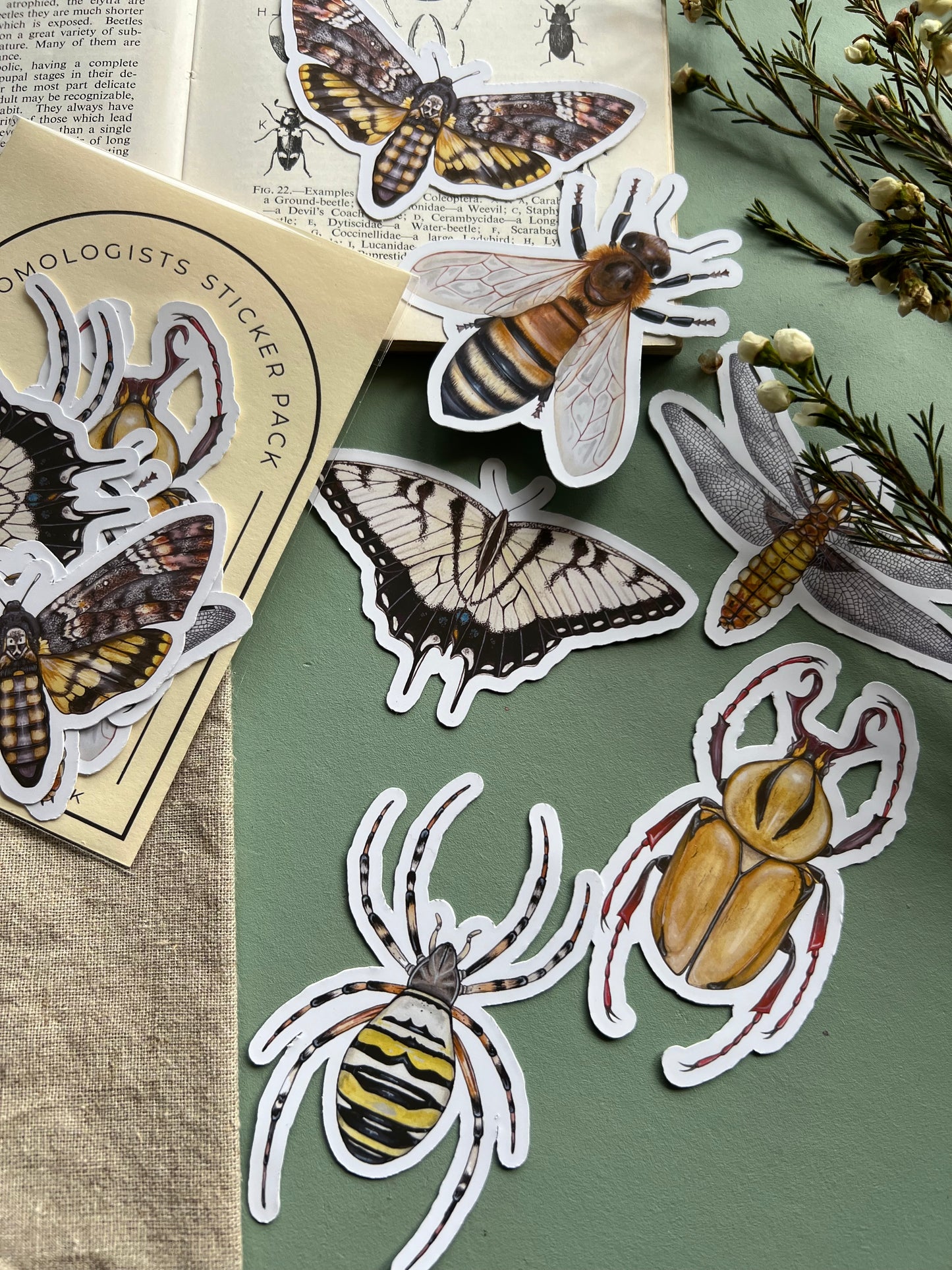 Entomology Sticker Set