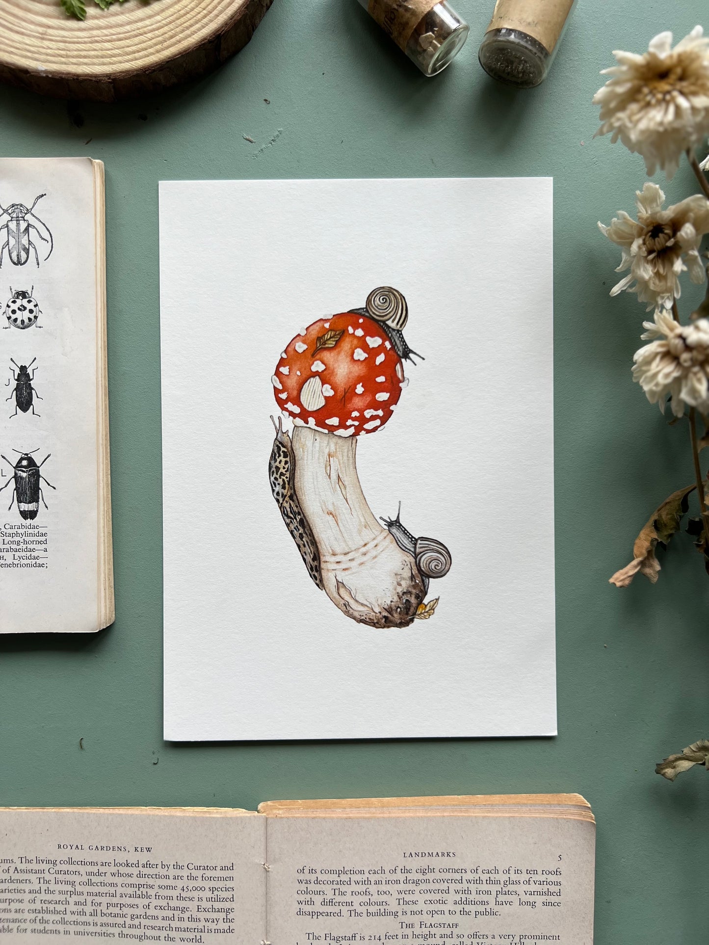 Amanita muscaria, Leopard Slug and White-lipped Grove Snails Print