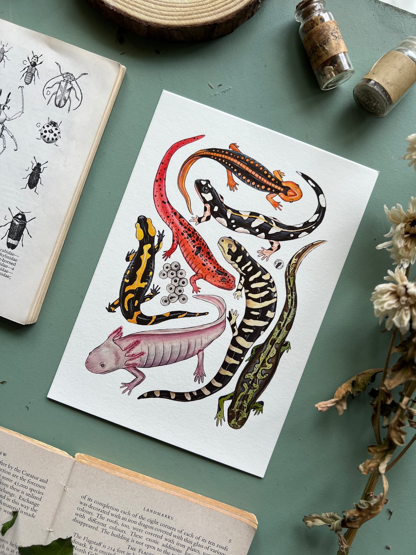 Salamanders Print