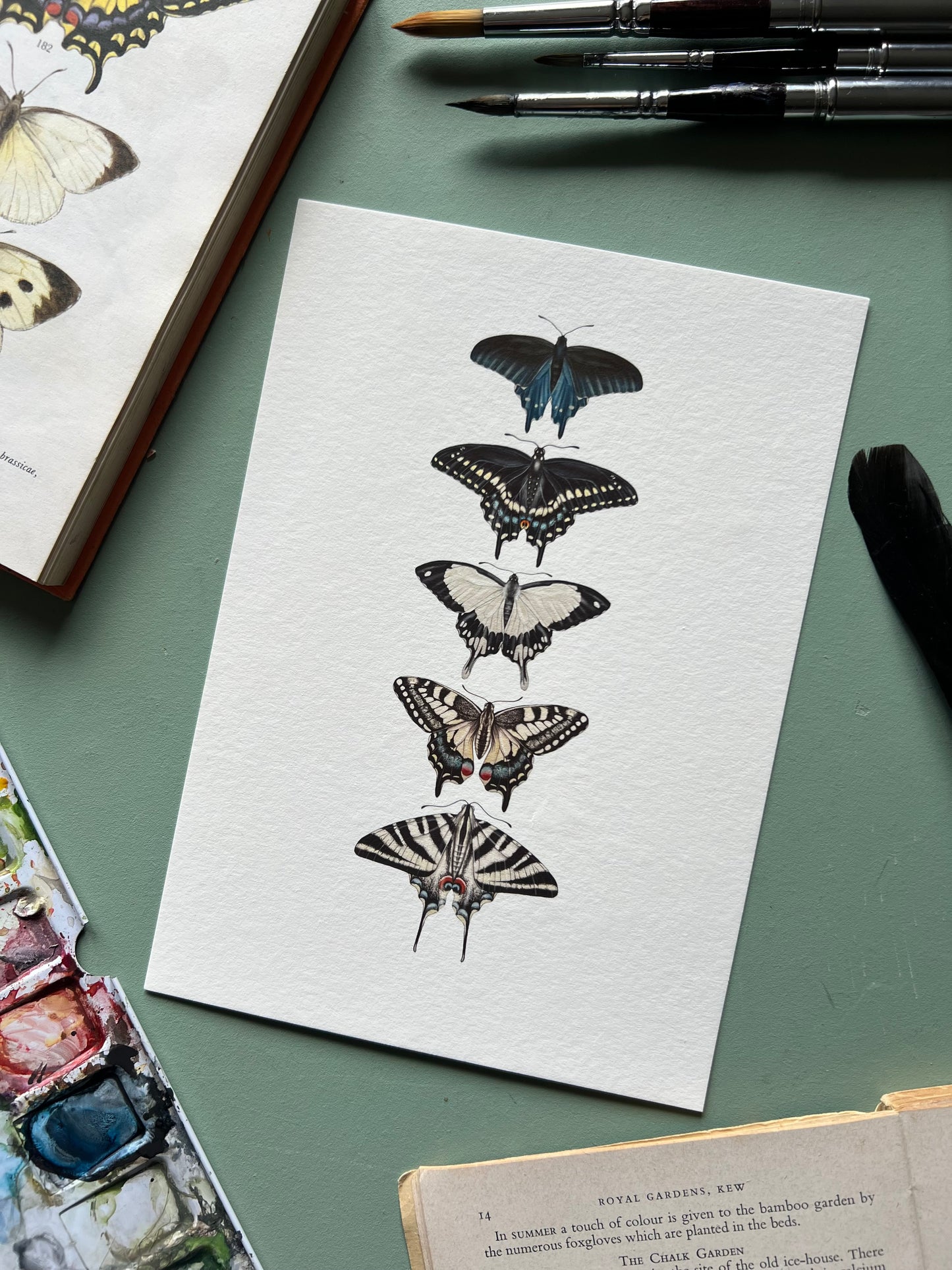 Swallowtail Species Print