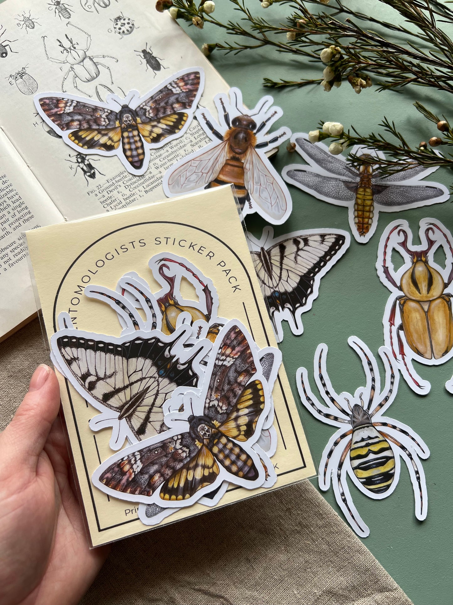Entomology Sticker Set