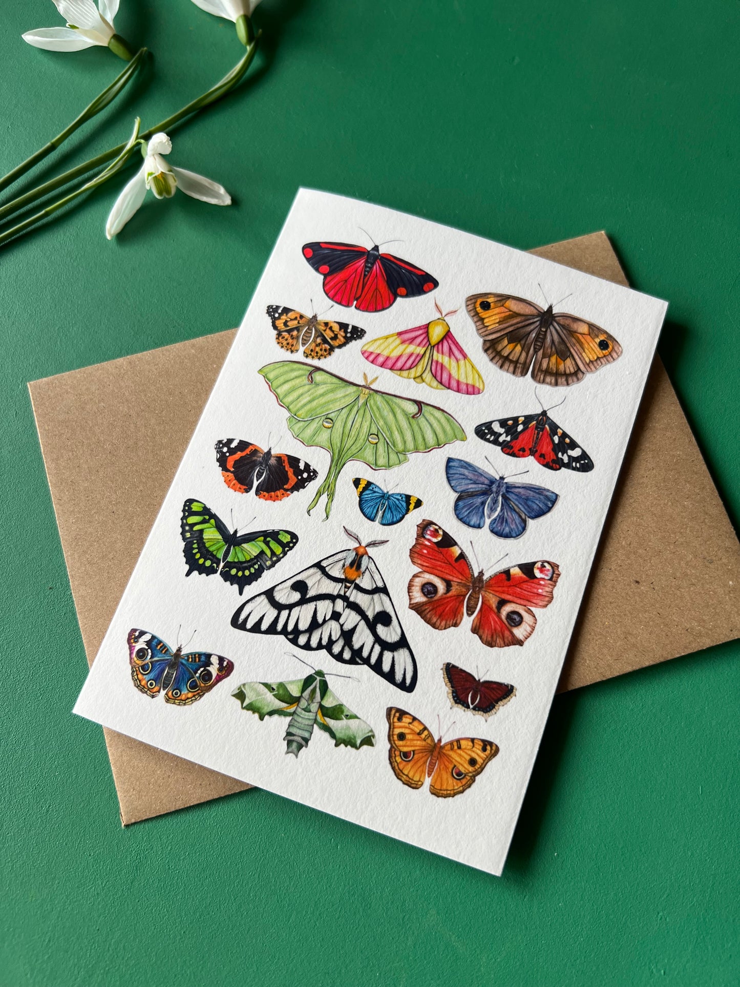 Butterflies and Moths Card
