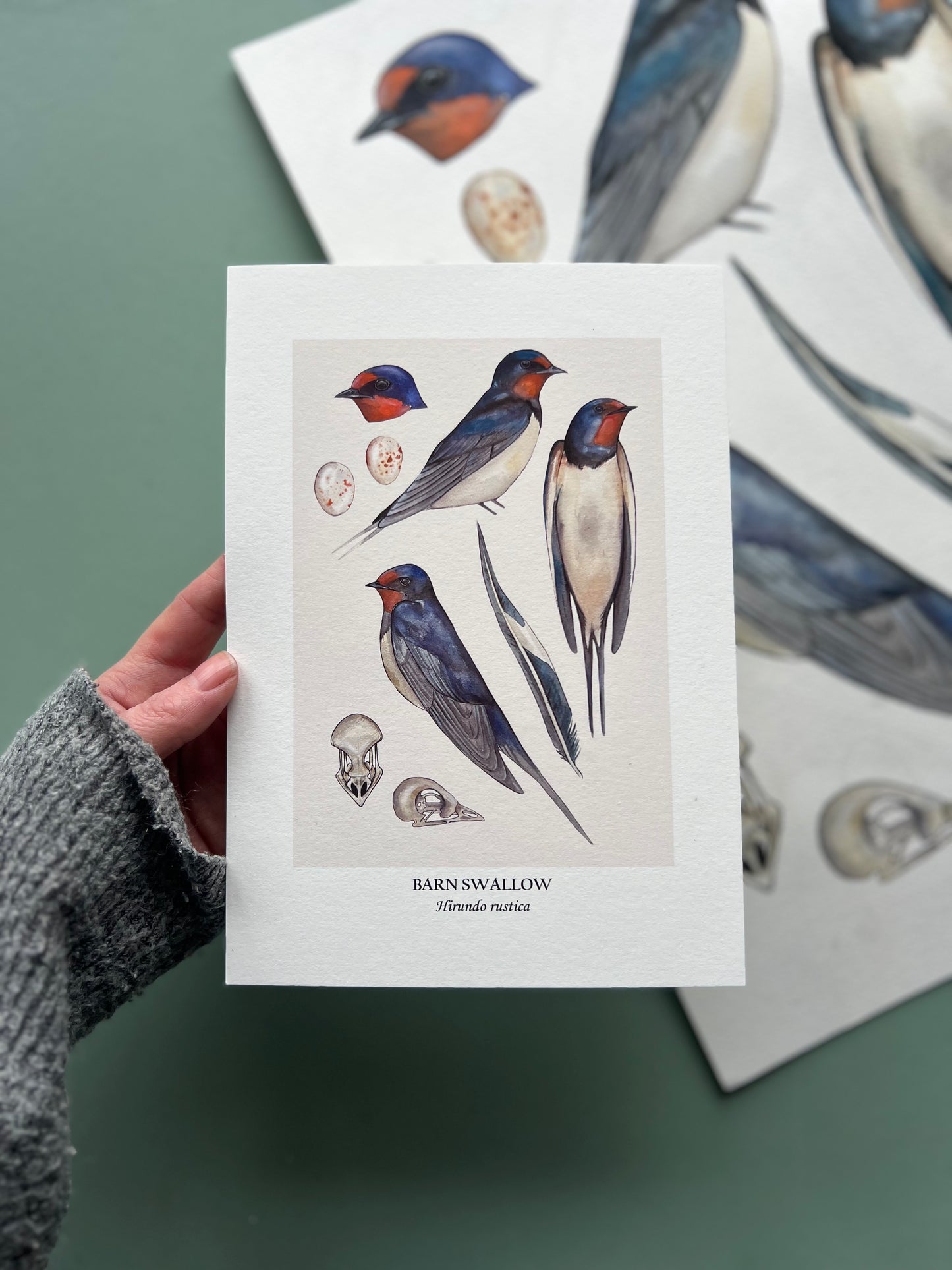Barn Swallow Print