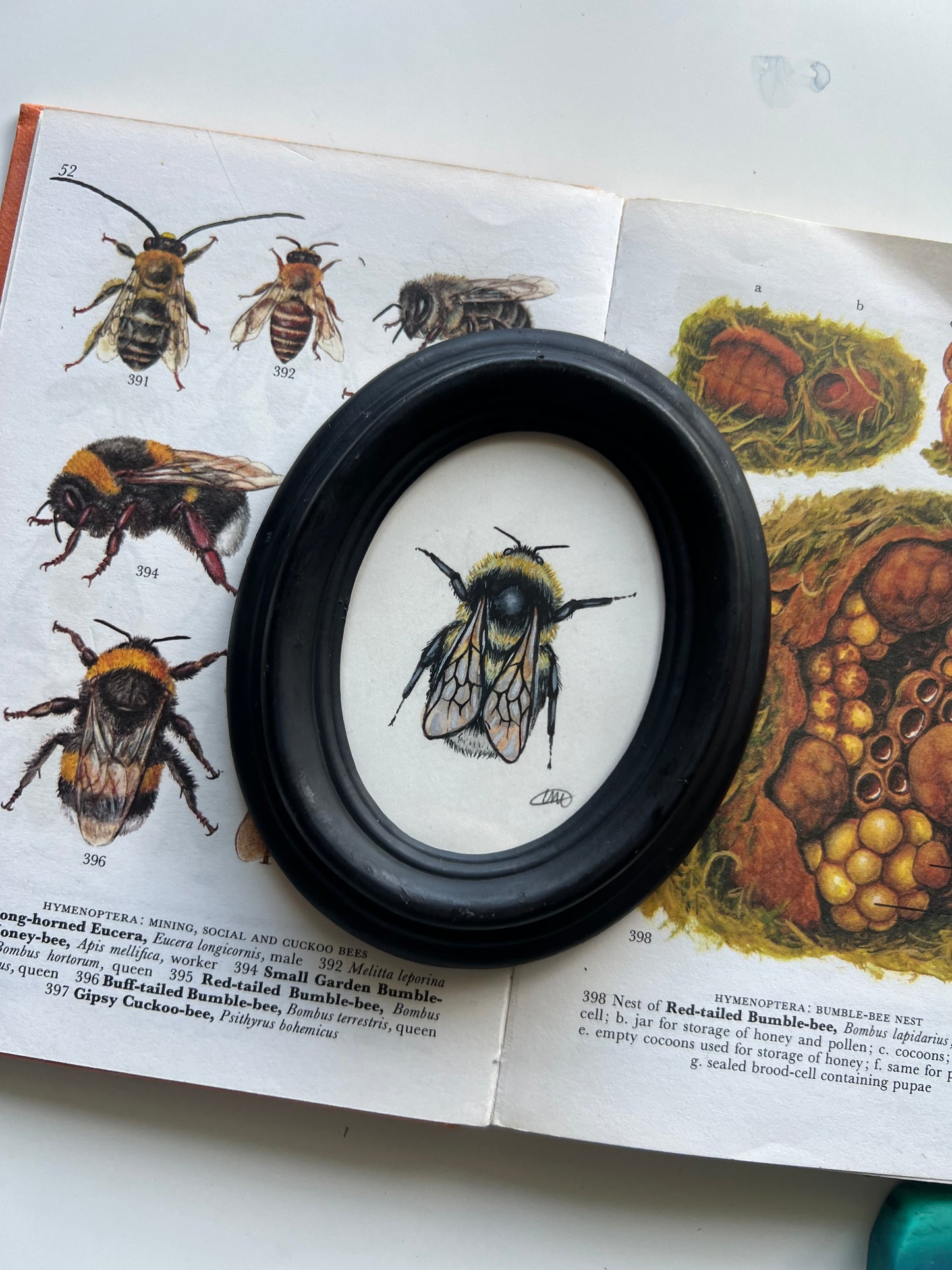 Garden Bumblebee