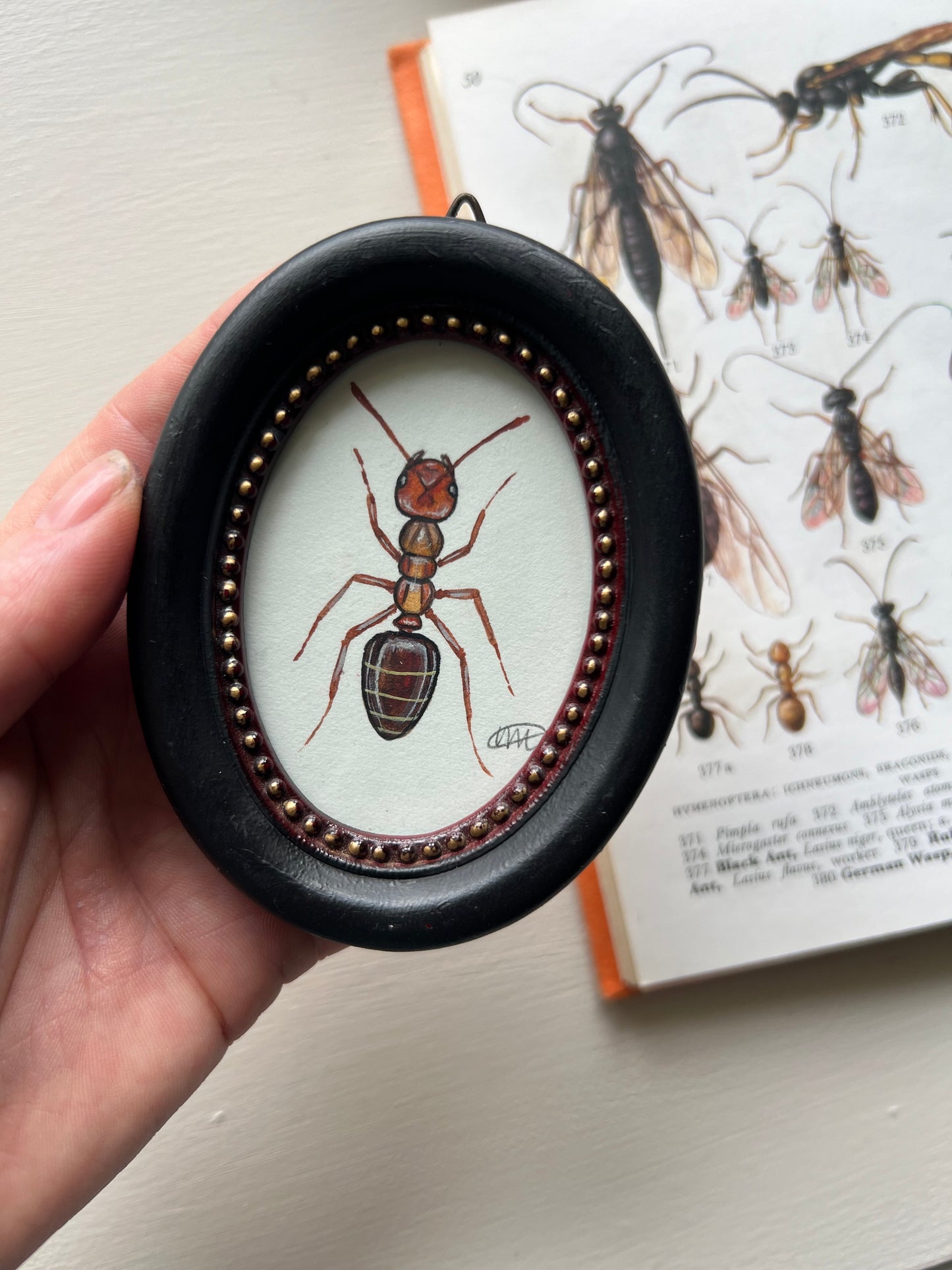 Red Ant