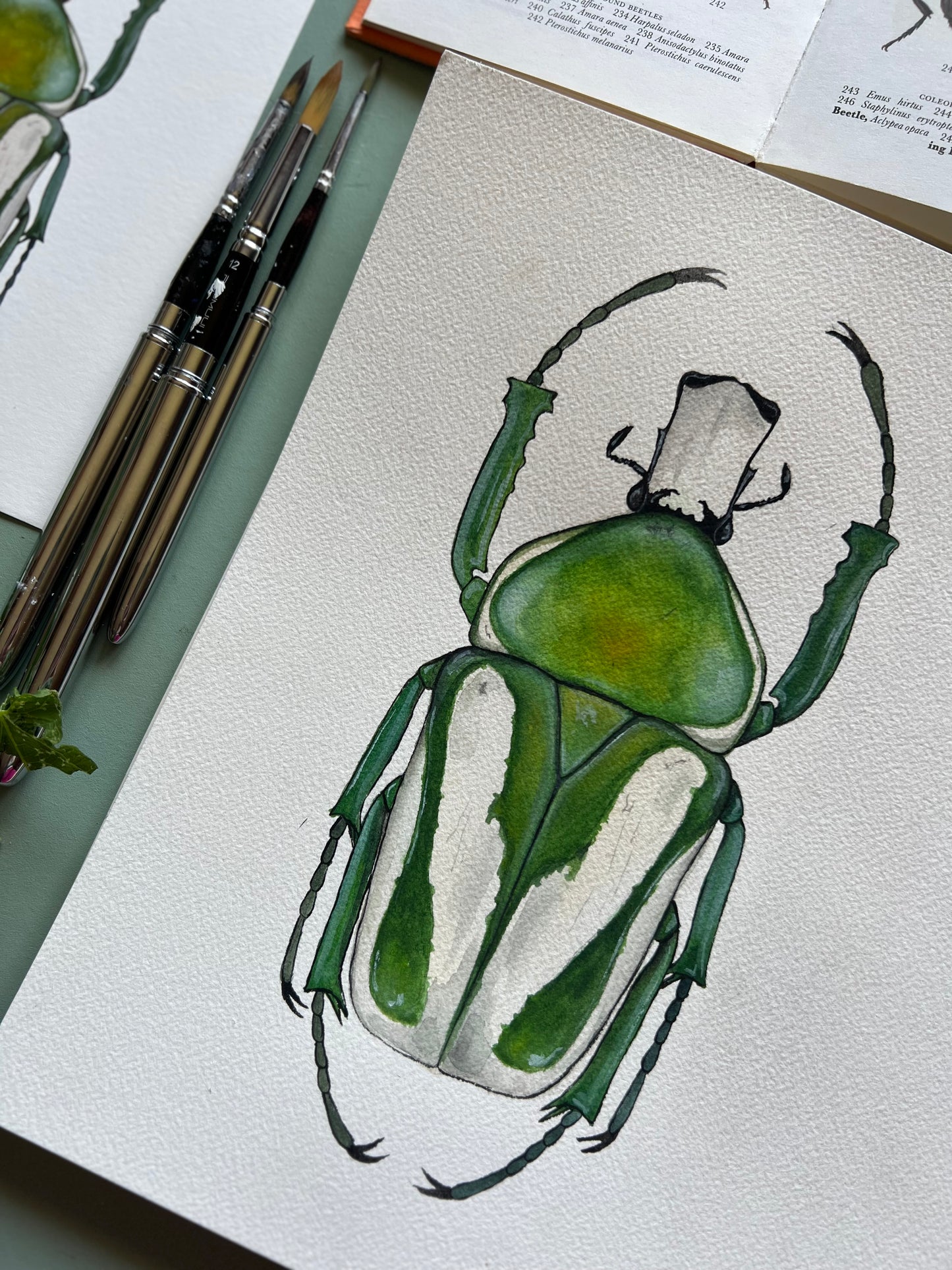 Regal Fruit Chafer