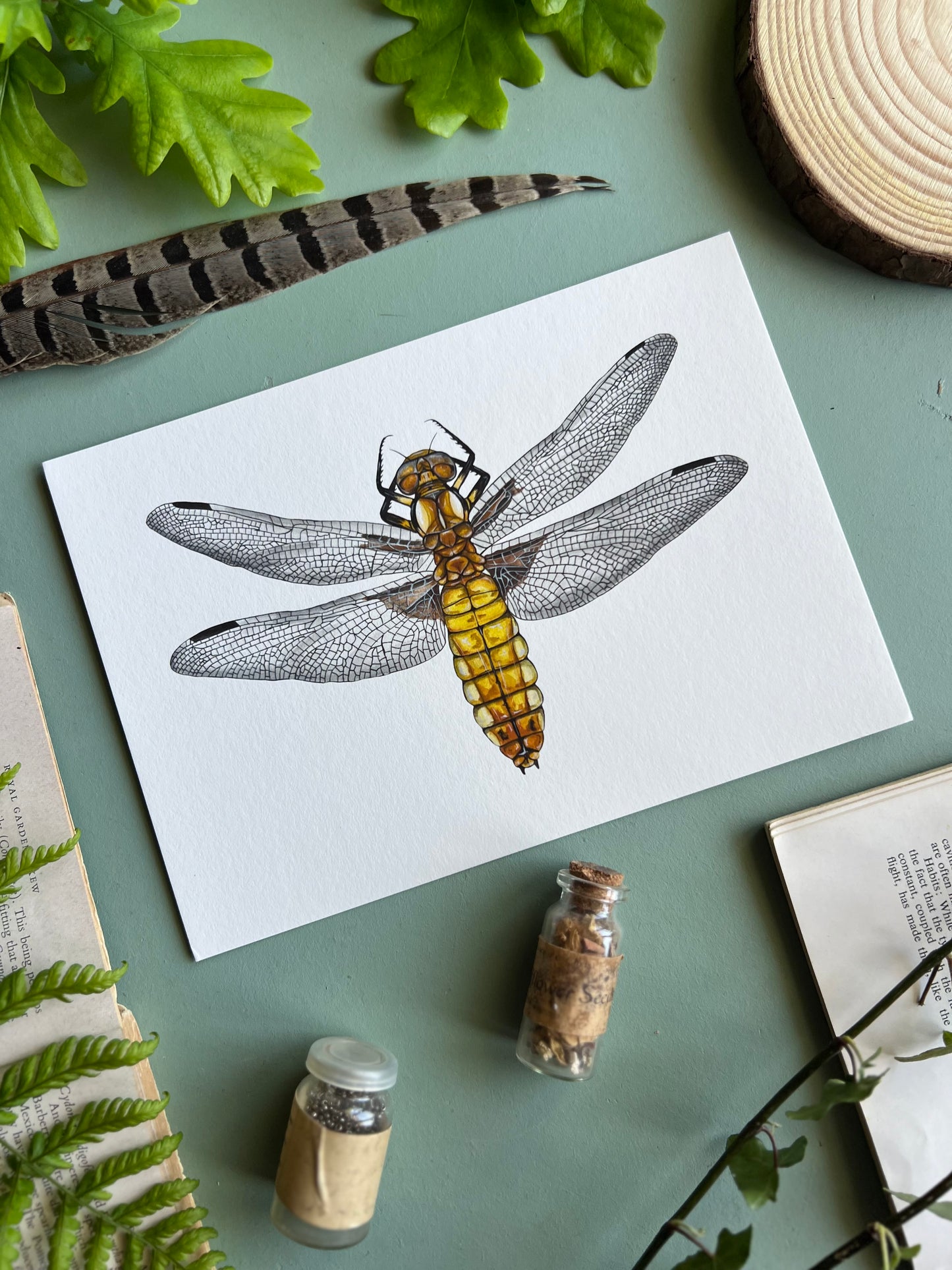 Broad Bodied Chaser Dragonfly