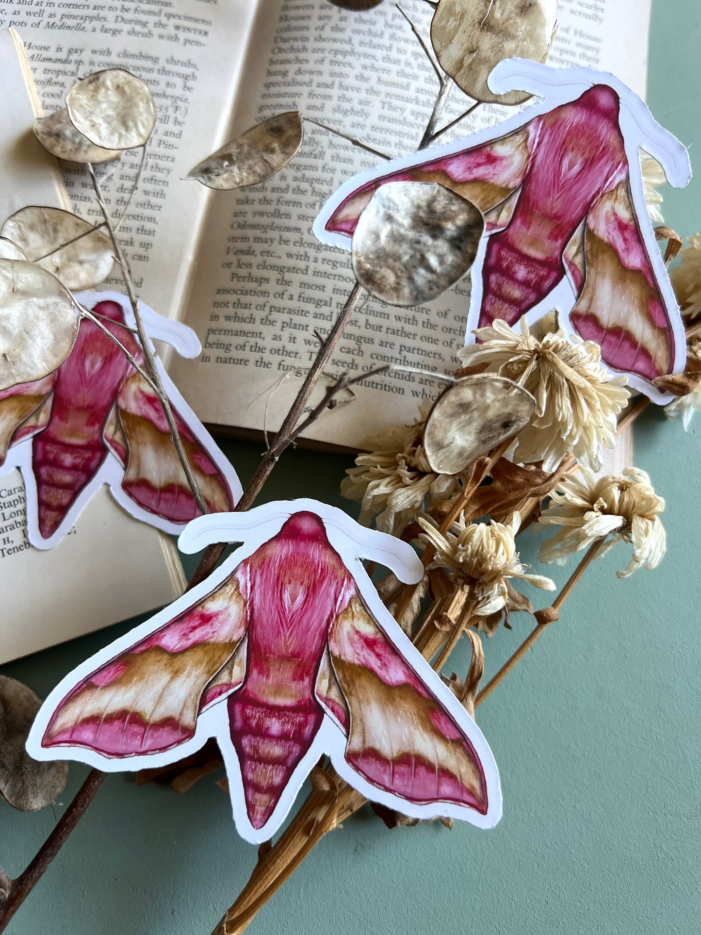 Small Elephant Hawk Moth Sticker