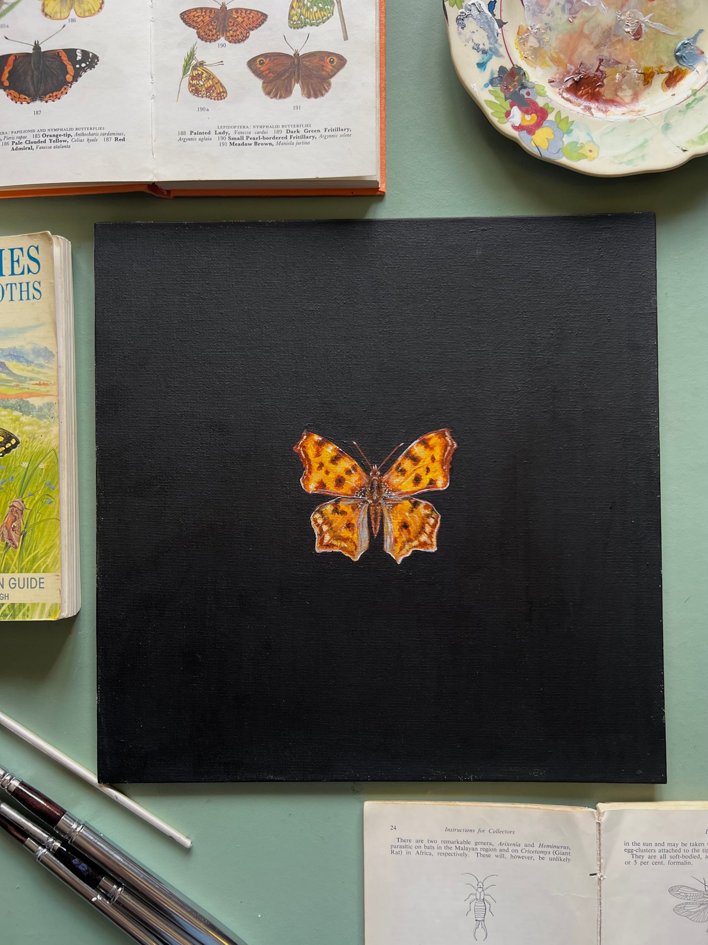 Comma Butterfly