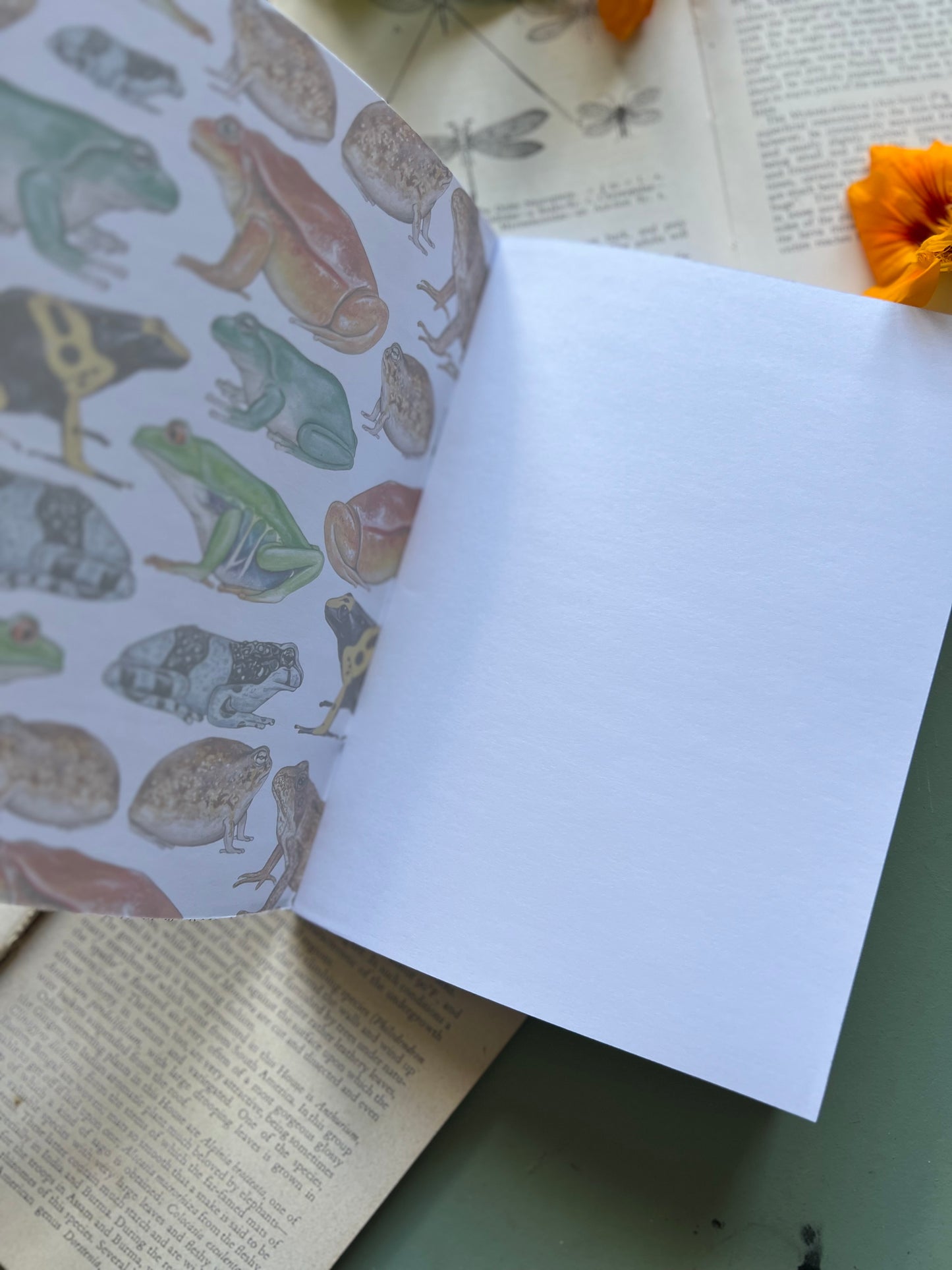 Frog Notebook